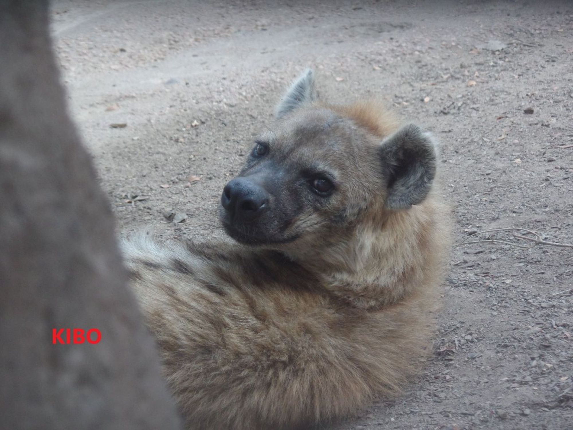 Image of Yeens