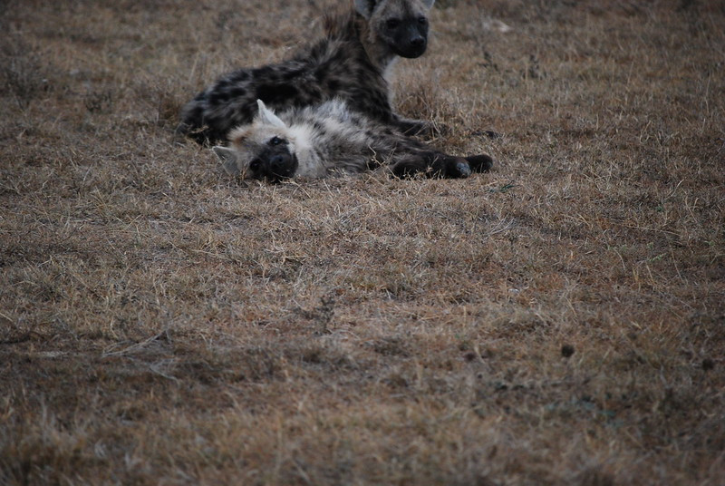 Image of Yeens