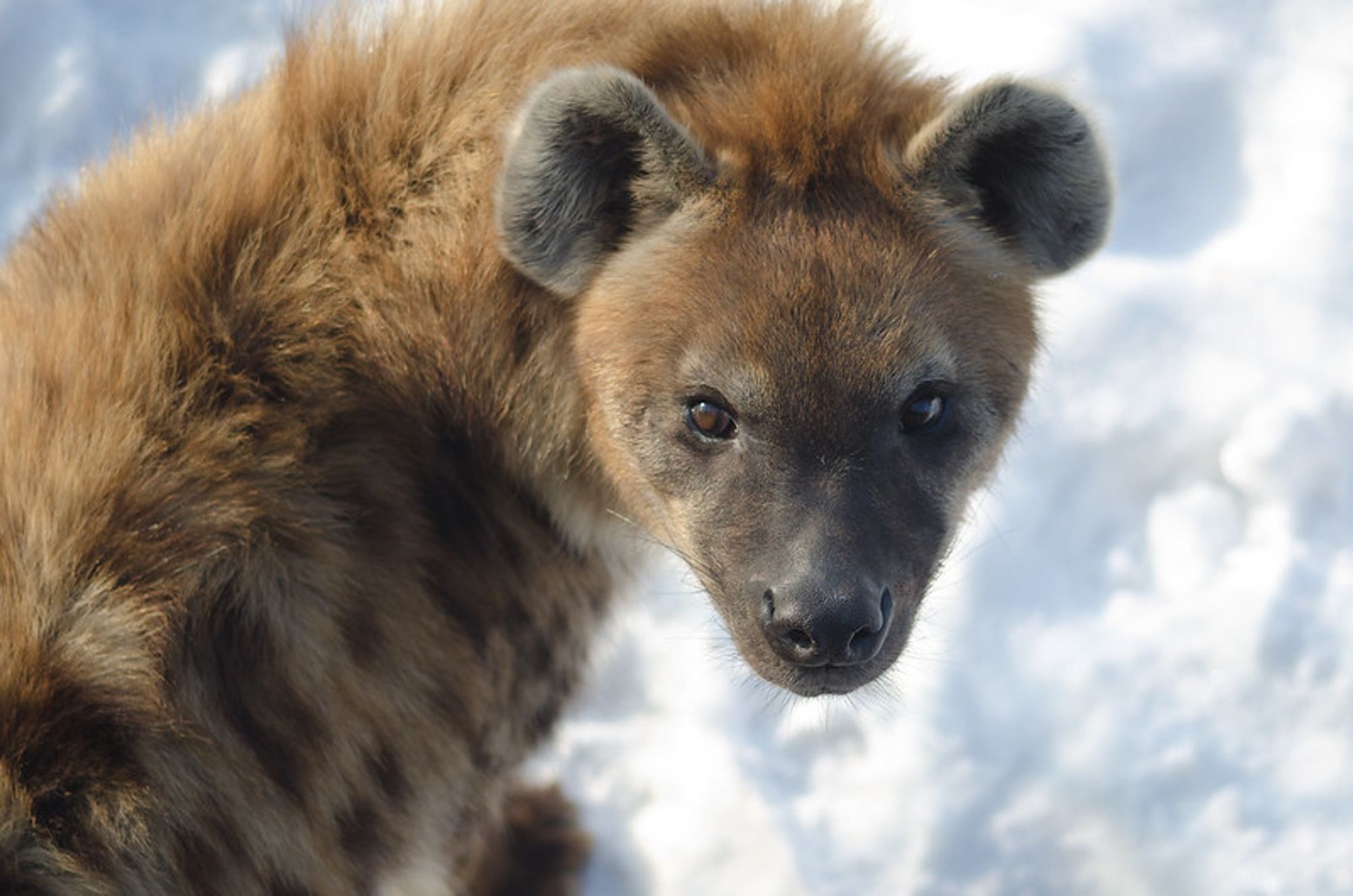 Image of Yeens