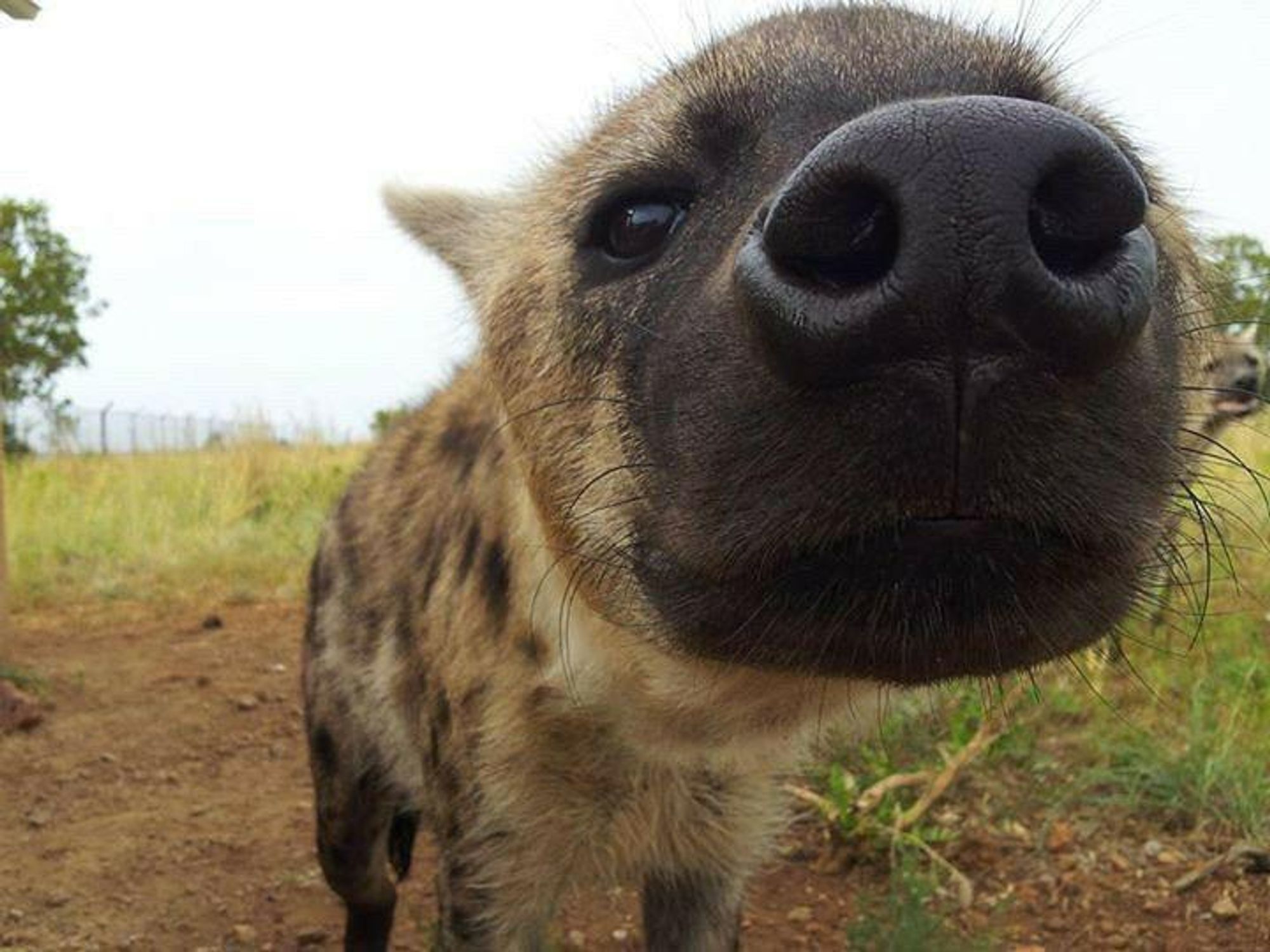 Image of Yeens