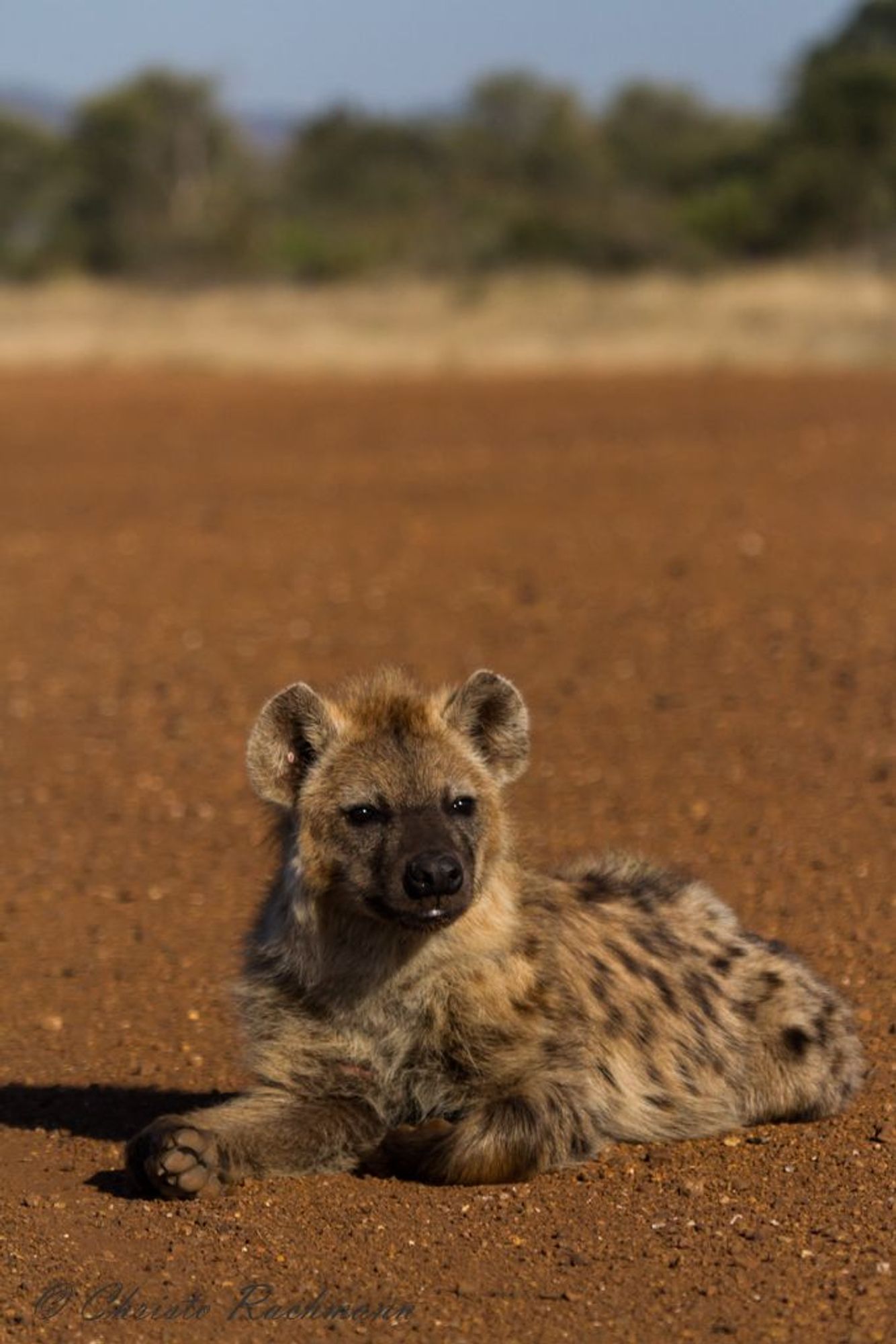 Image of Yeens