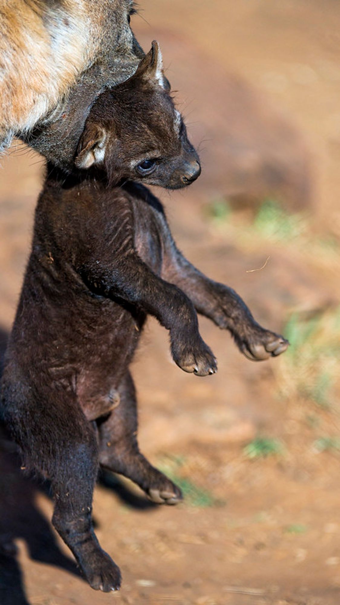 Image of Yeens