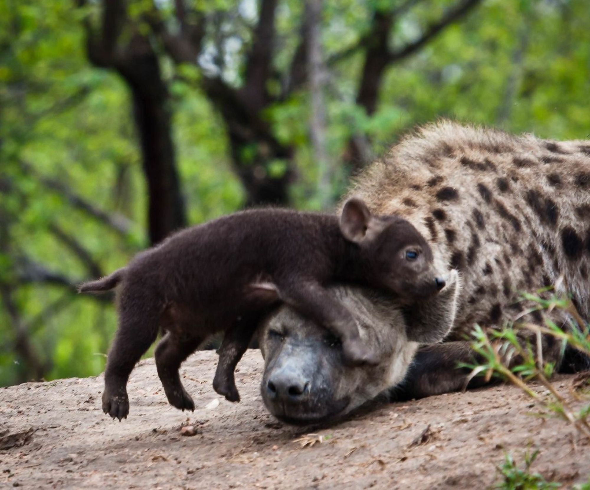 Image of Yeens