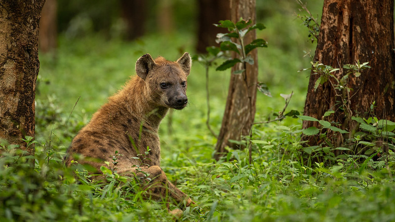 Image of Yeens