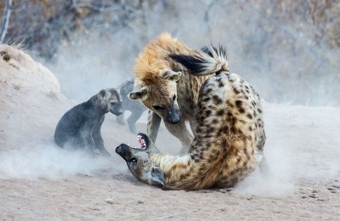 Image of Yeens