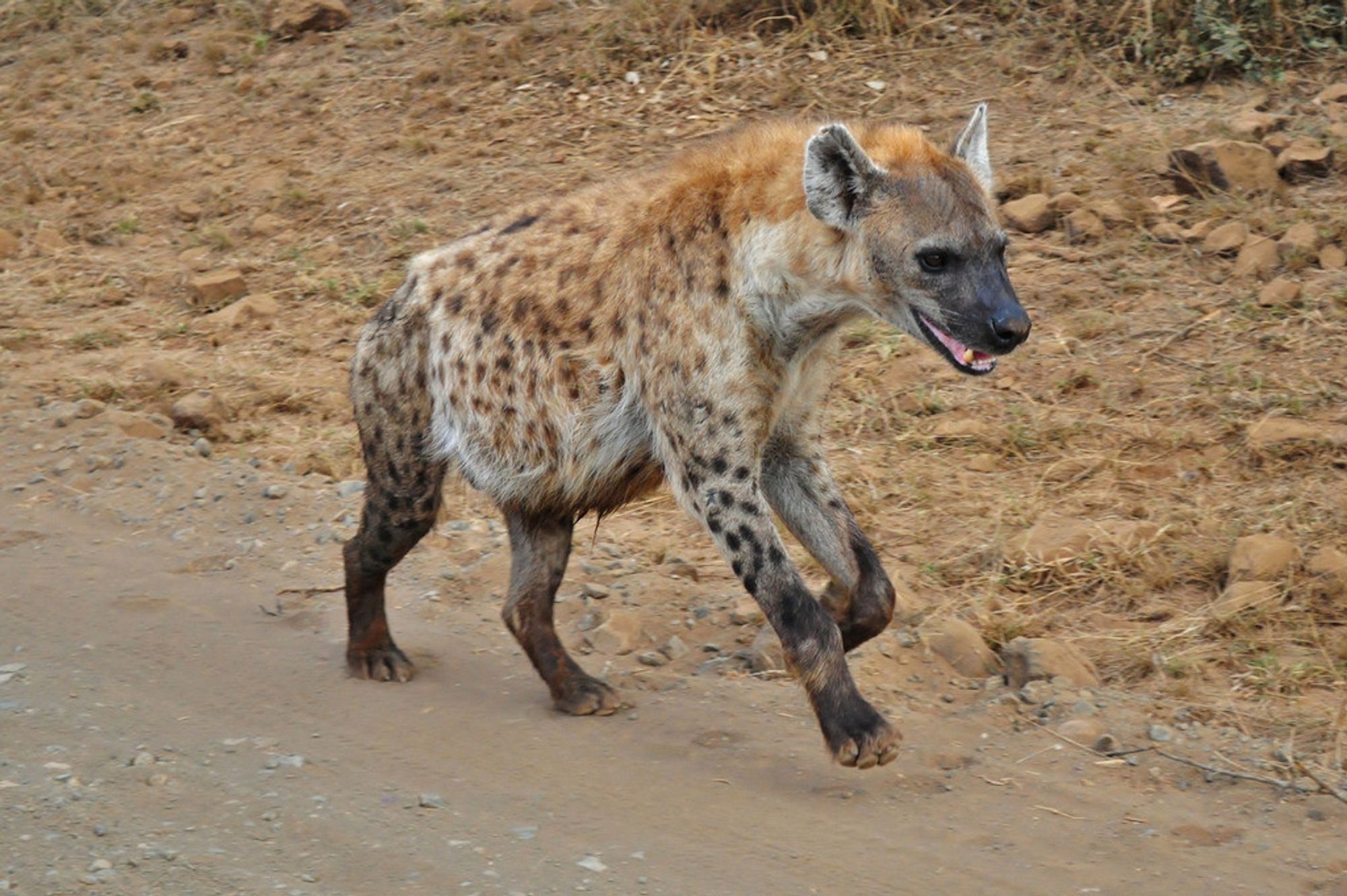 Image of Yeens