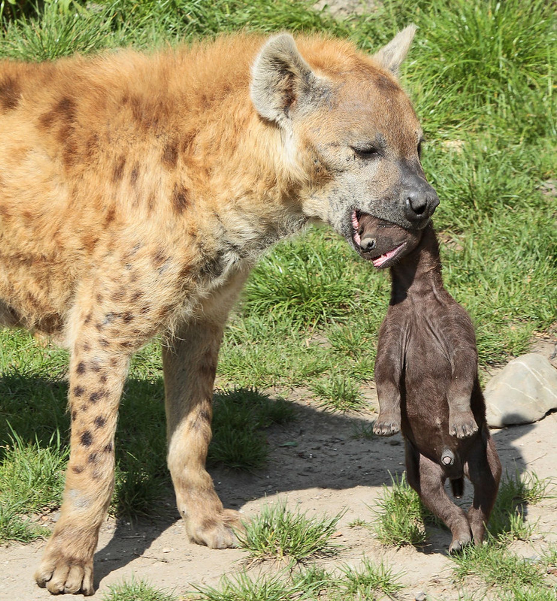 Image of Yeens