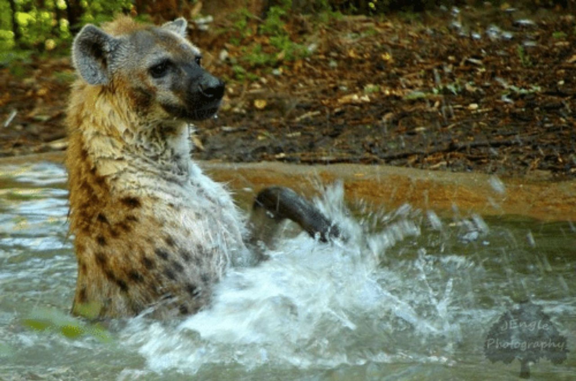 Image of Yeens