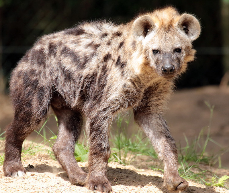 Image of Yeens