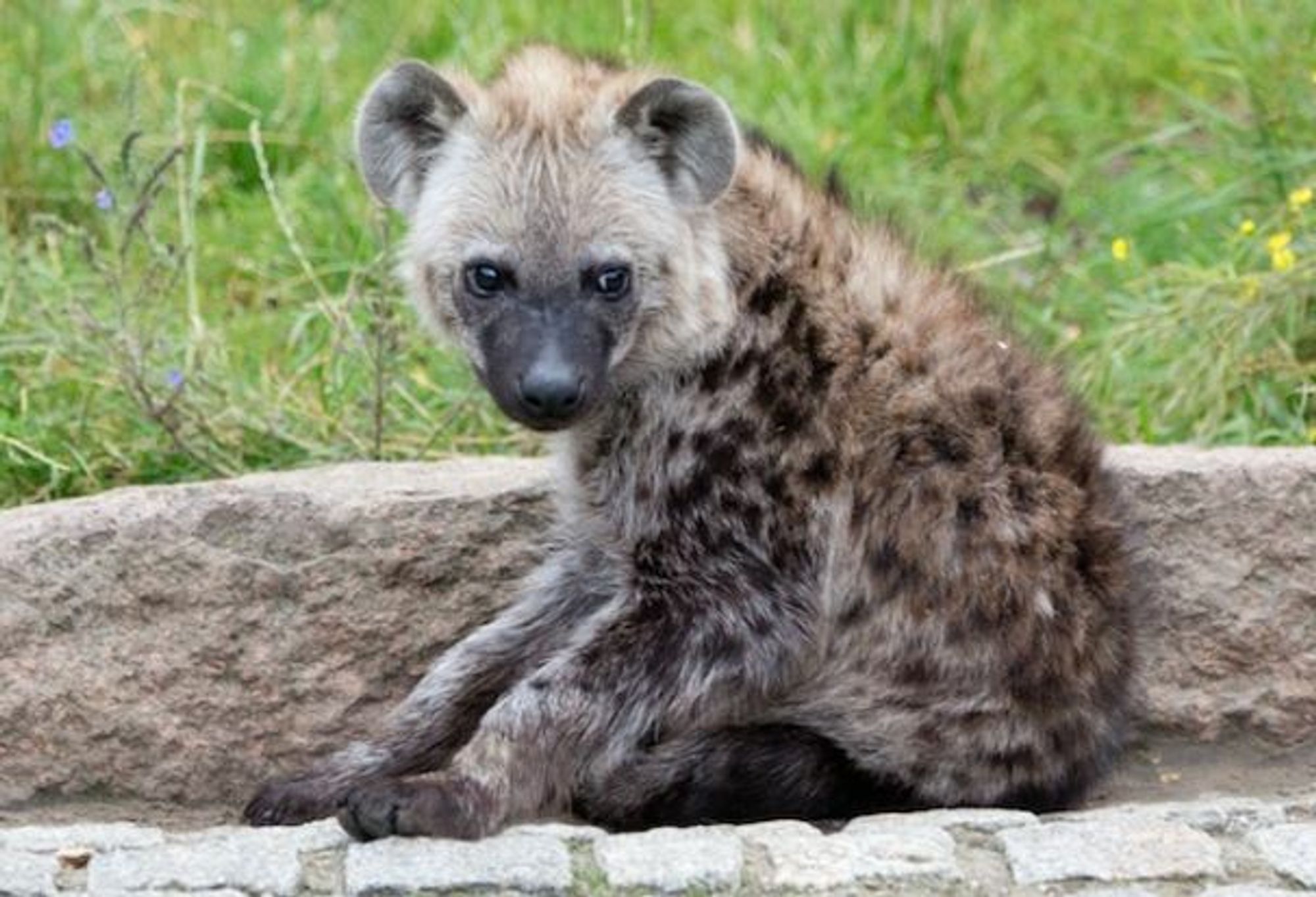 Image of Yeens