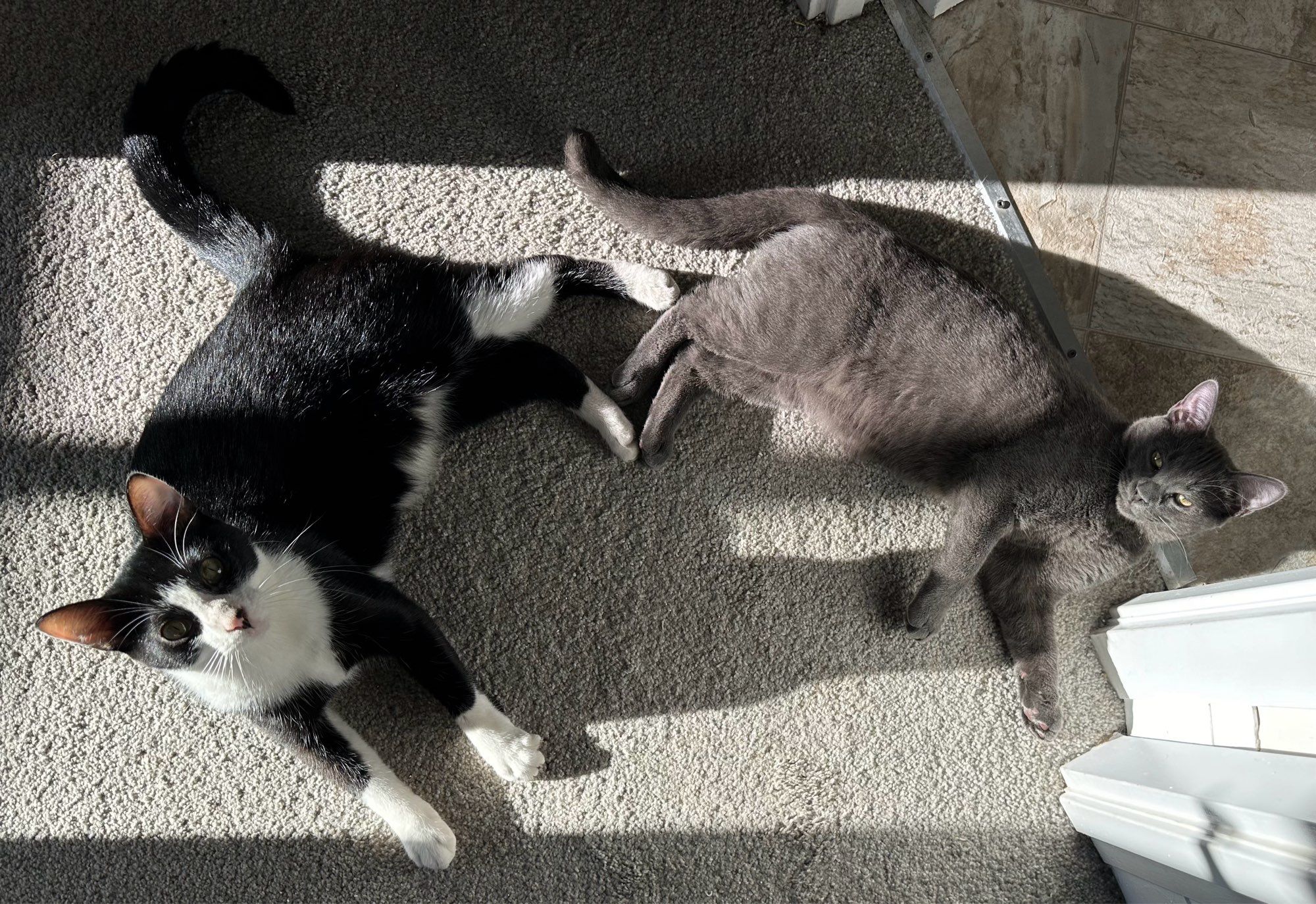 two kittens - Ori, black and white tuxedo, 11 months and his little brudda Stuart, grey tabby, 5 months, lay stretched out on a sunny patch of grey carpet. They are looking up (and their back paws are touching). Adorable.