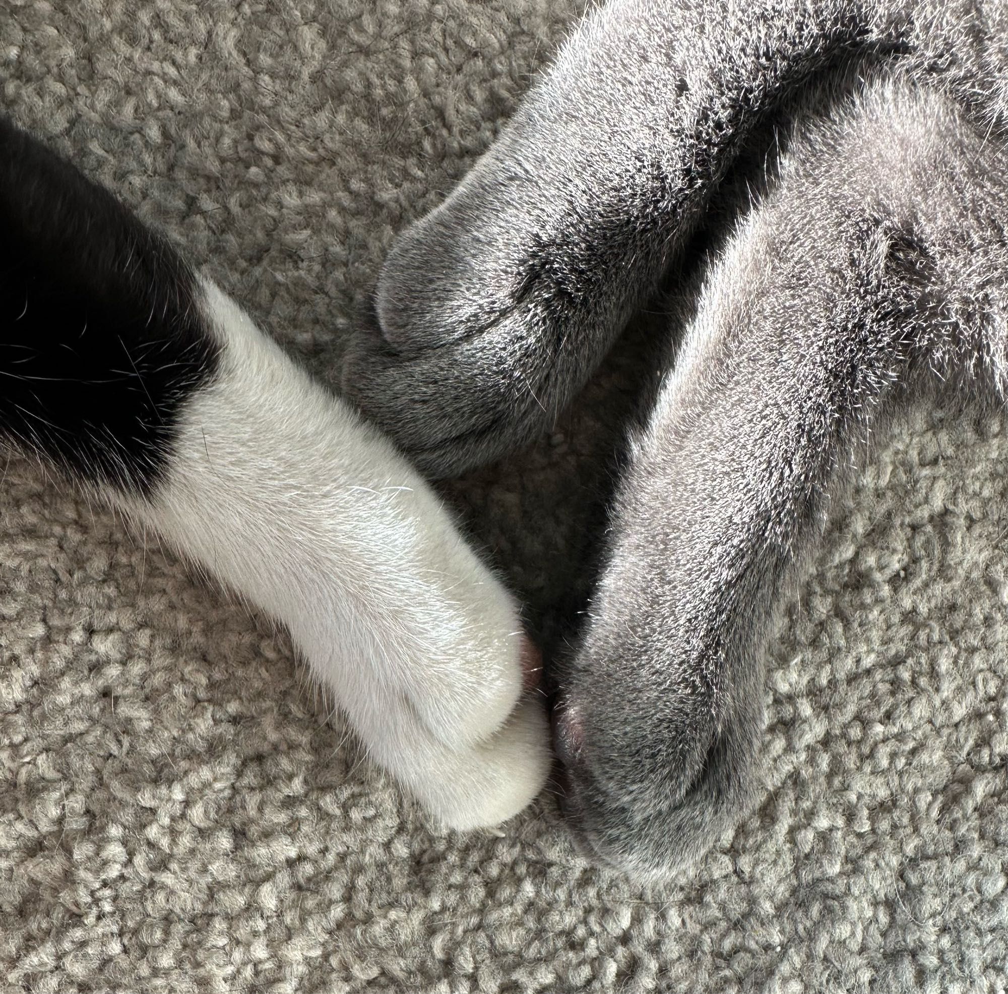 Close up of said back paws. Beans to beans.