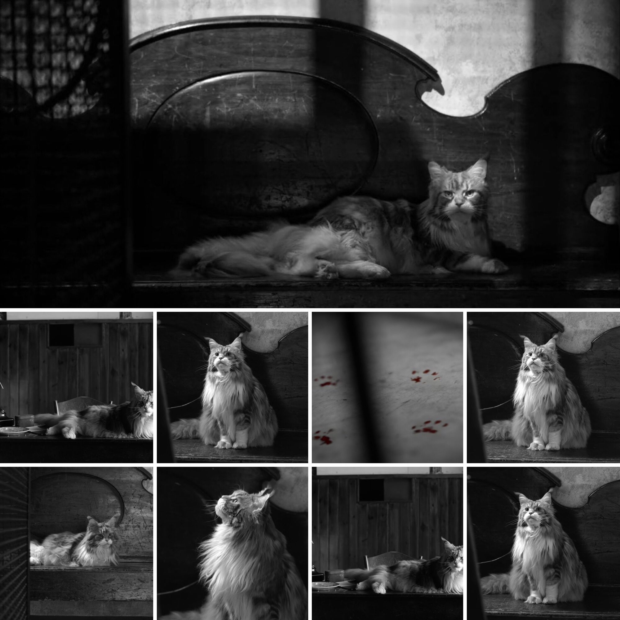 nine black and white photographs of of a cat in various poses, sitting on a seat at the foot of a large staircase ; King, is the cat who plays Lucio in the Netflix series Ripley