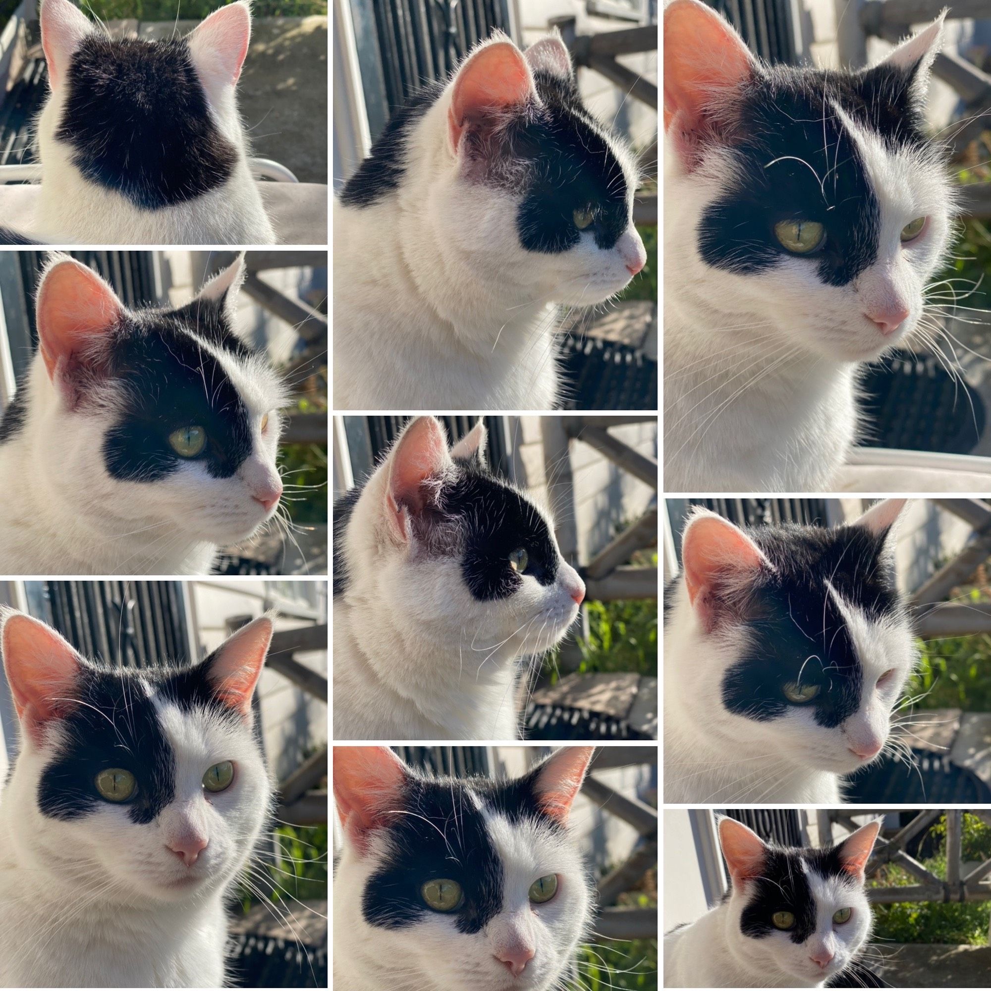 nine pictures of the face of a white cat with black markings, sitting on a chair in the early Spring sunshine 