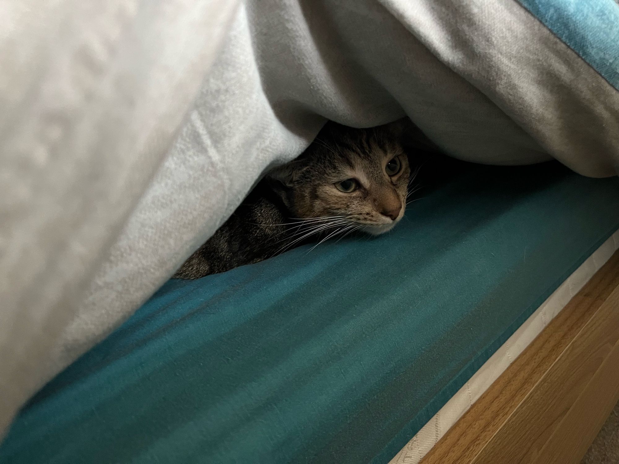 Elsie the tabby cat, hiding under bed covers.