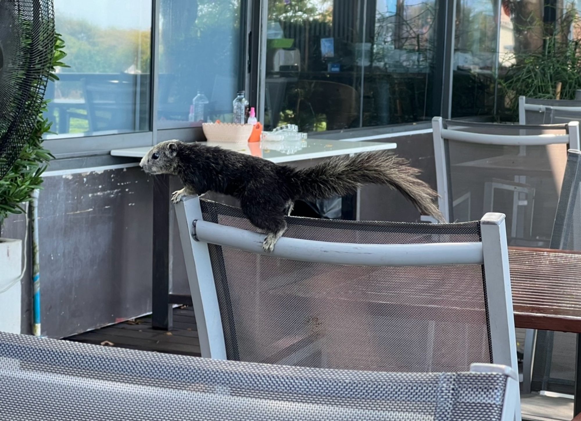 A brown squirrel with a grey face stood on the back of a chair in an outdoor cafe