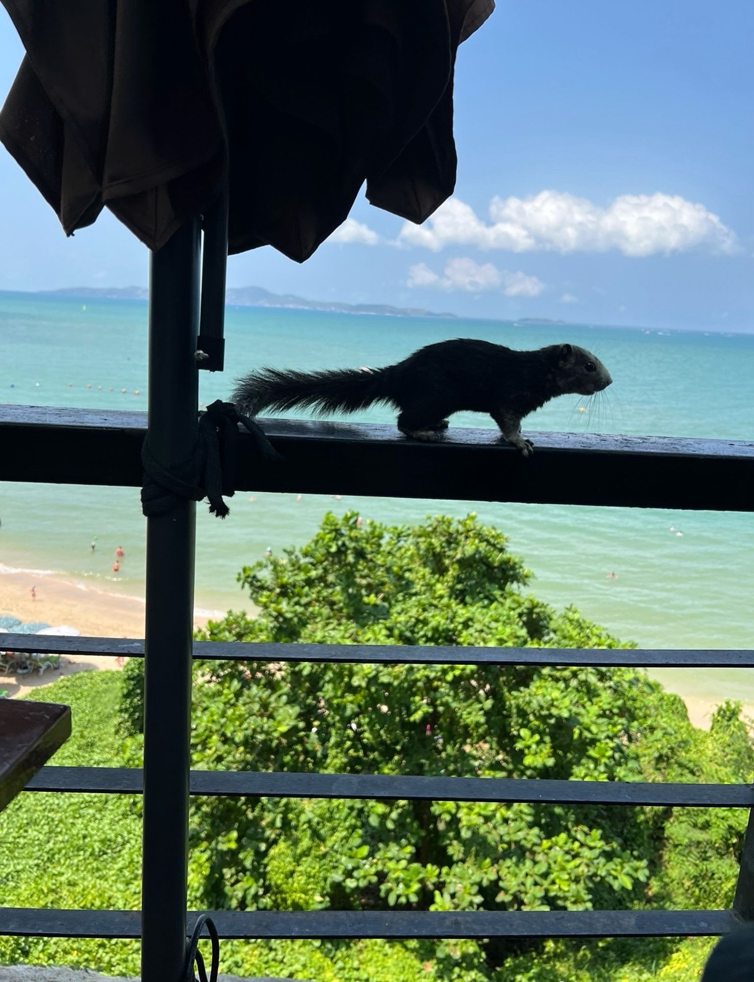 A brown squirrel with a grey face, stood on a fence. In the background is a very blue sea, a beach and some trees