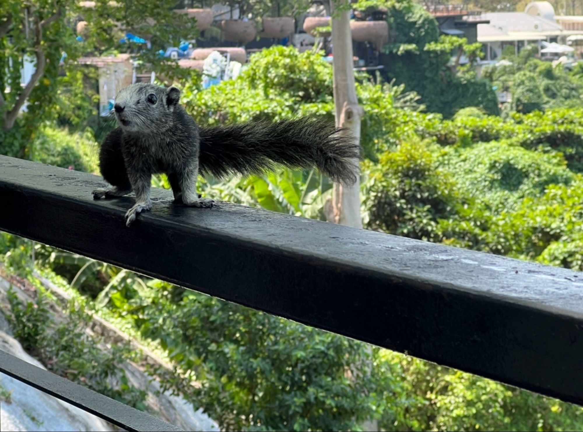 A brown squirrel with a grey face, sat on a fence, with a lot of trees and buildings in the background