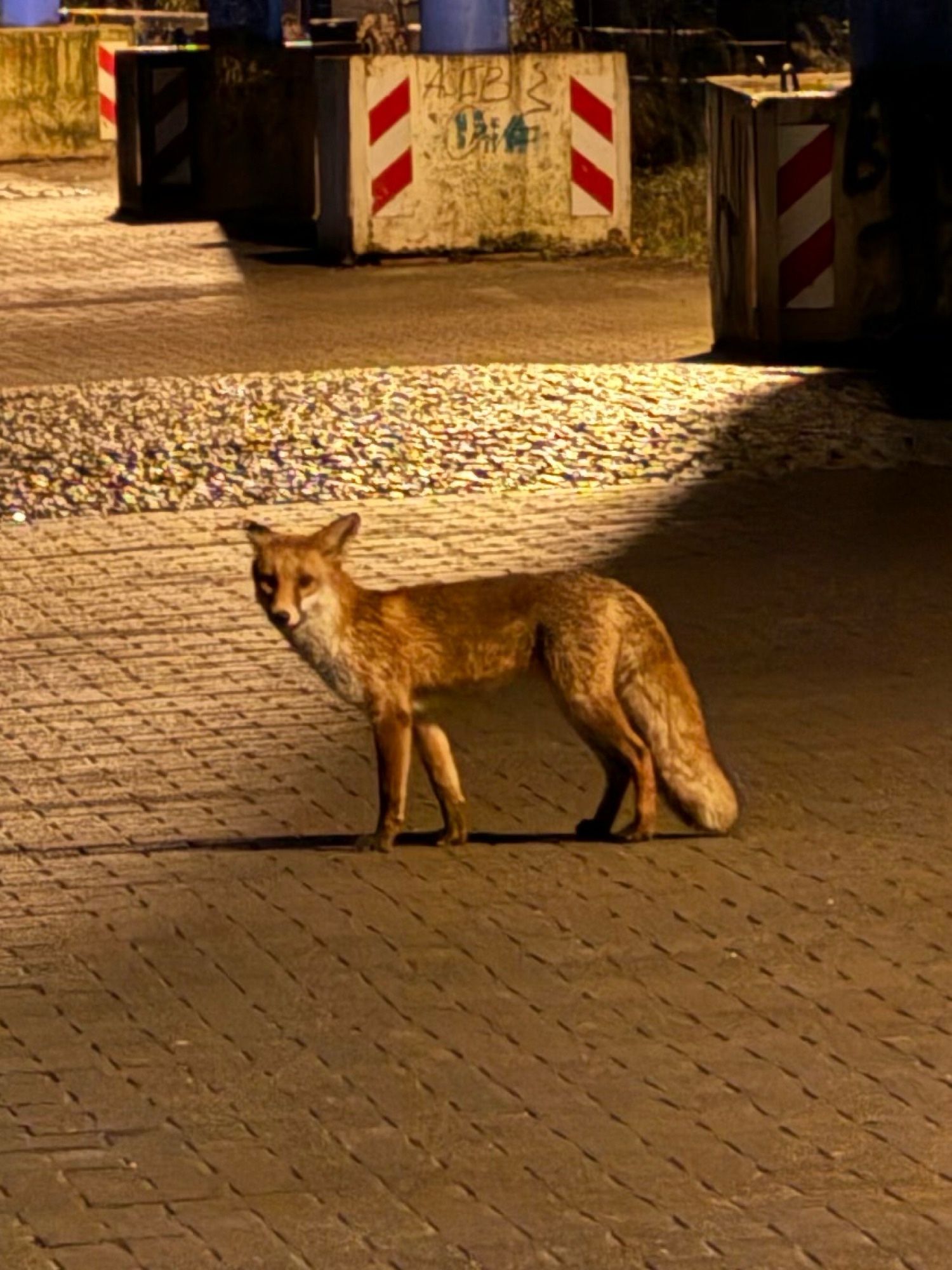 Fuchs in Berlin