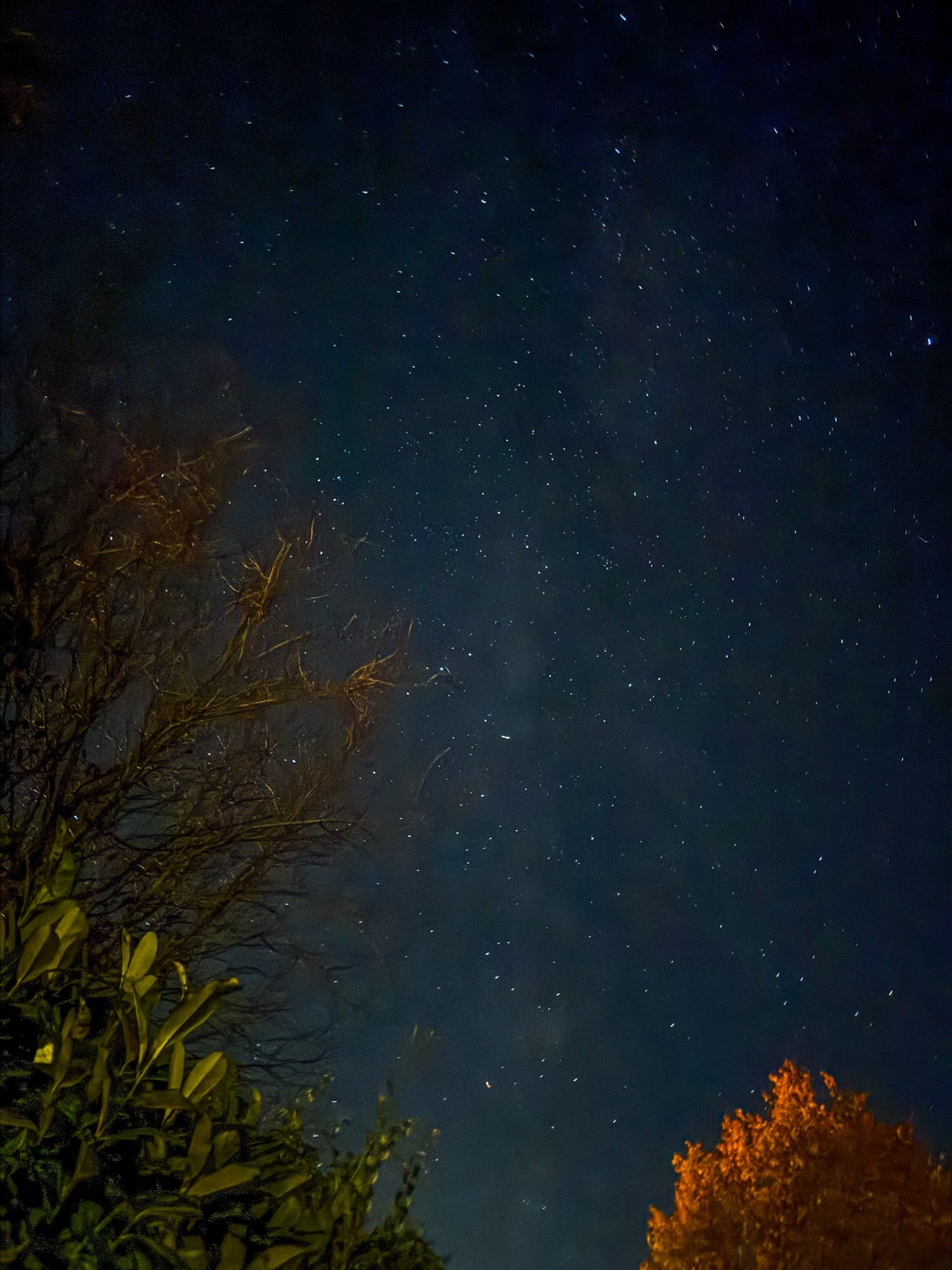 Sternenhimmel mit Bäumen und Sträuchern