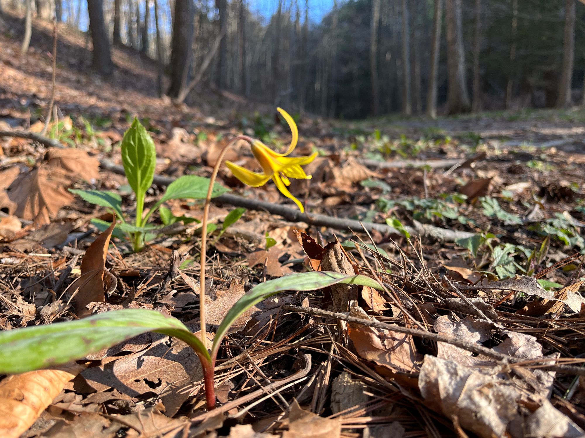 A slightly blurred picture of a yellow trout-lily flower in a backdrop of gray trees and brown leaves. Yellow Trout Lily (Erythronium americanum)