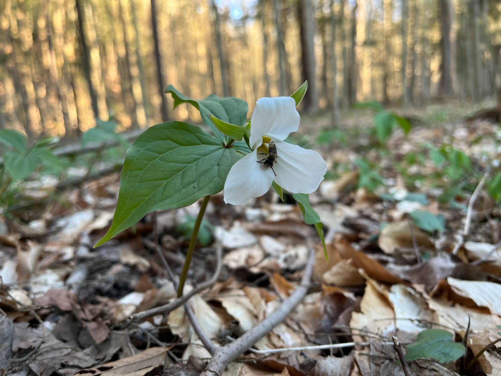 A white trillium flower (three petals) with a small bee pollinating. White Trillium (Trillium Grandiflorum)