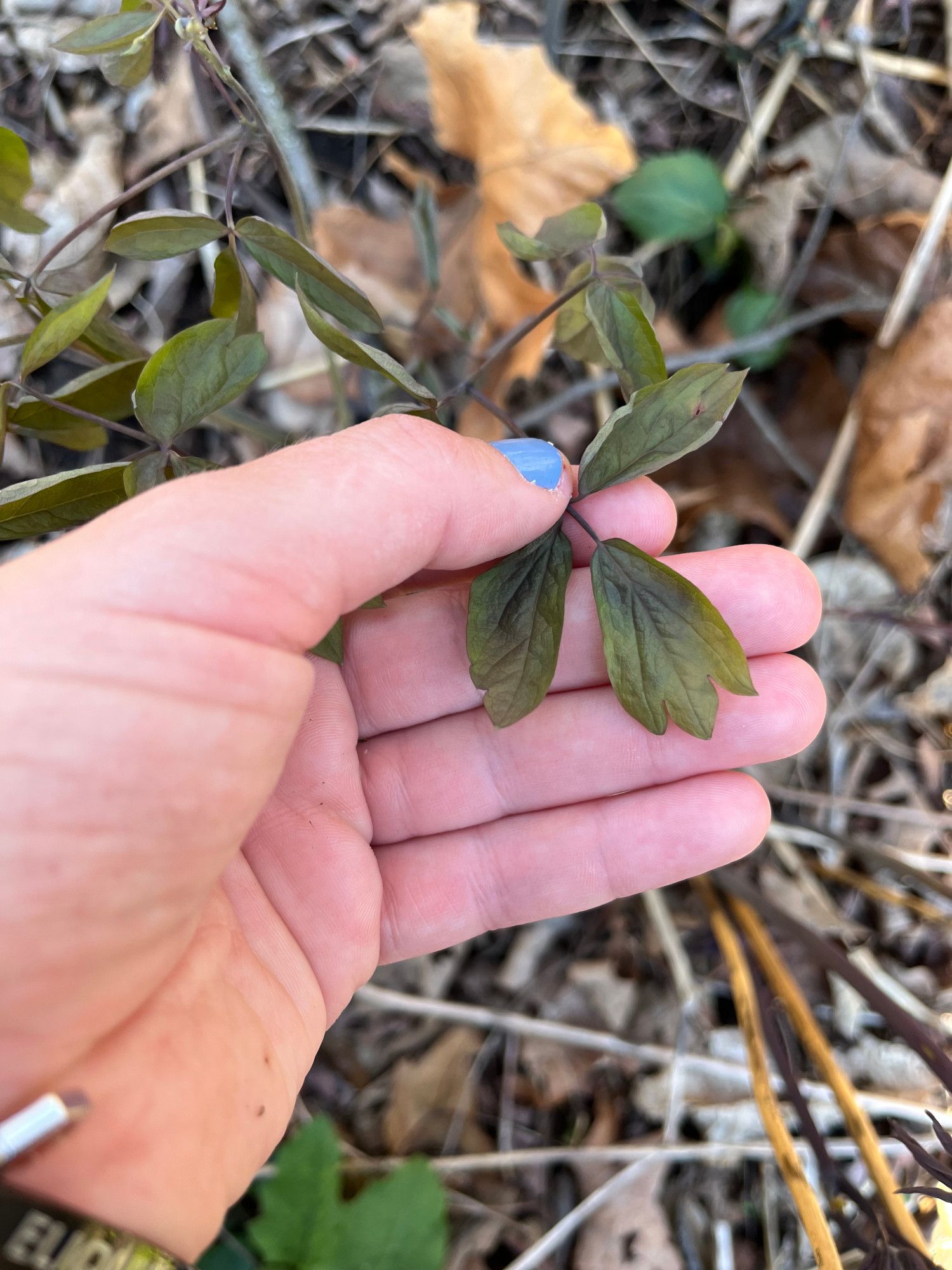 A hand with blue fingernails holds a young barberry leaf, shaped like a dinosaur foot. Blue Cohosh (Caulophyllum thalictroides)