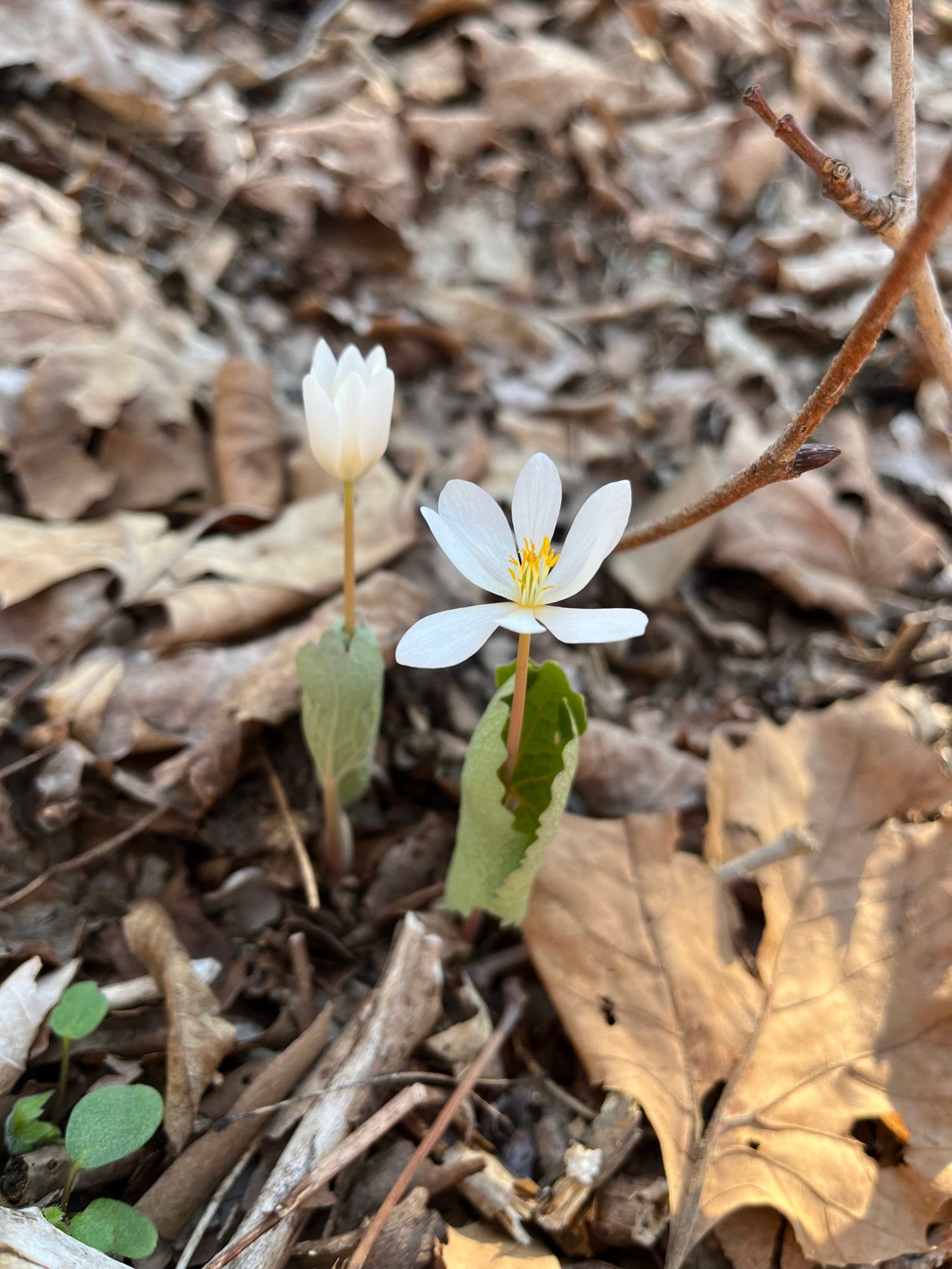 Two white flowers among leaf litter with seven petals each, yellow stamens and anthers prominent. Gently scalloped leaves are still curled around the stems. Bloodroot (Sanguinaria canadensis)