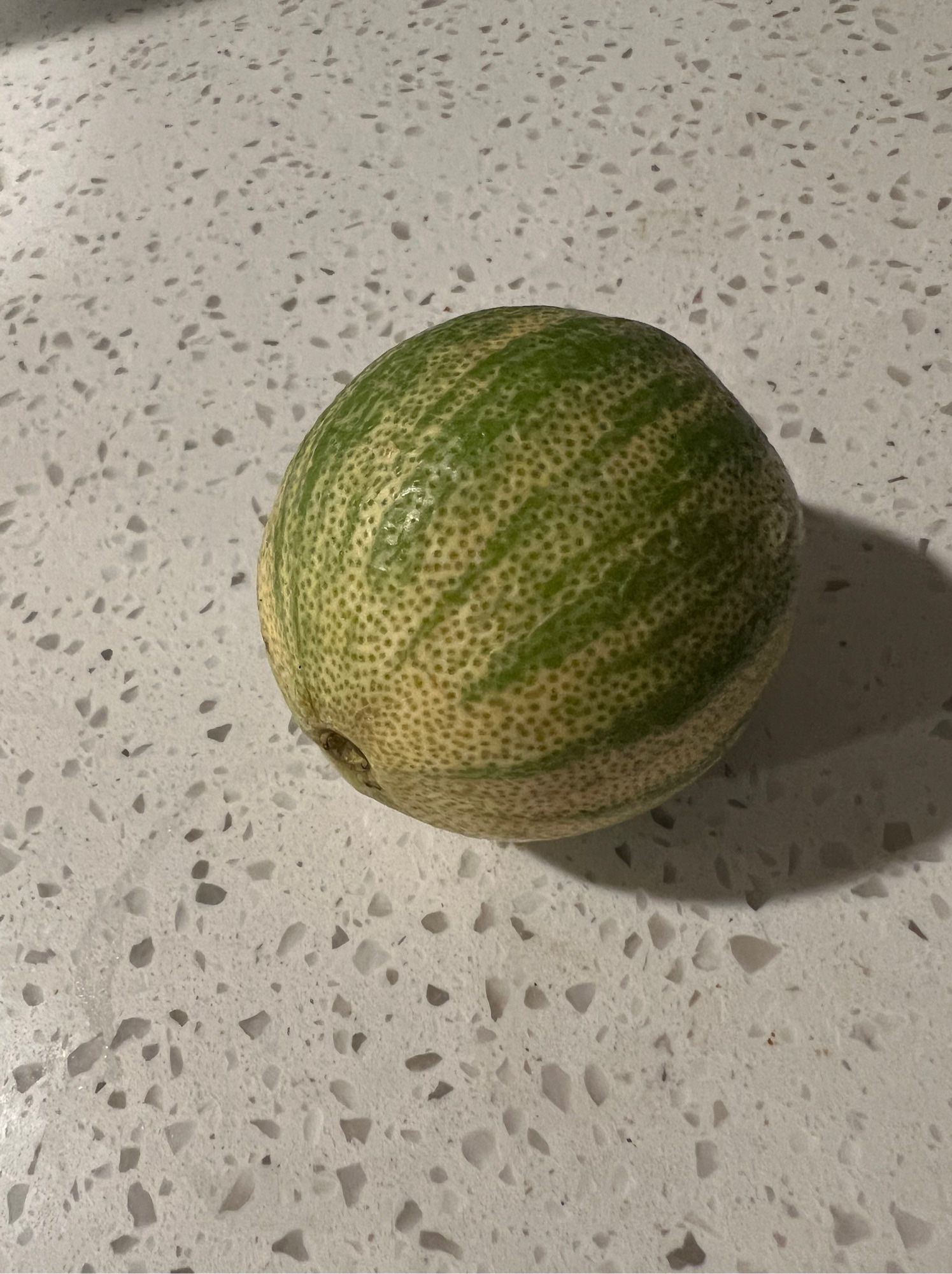 A variegated pink lemon.