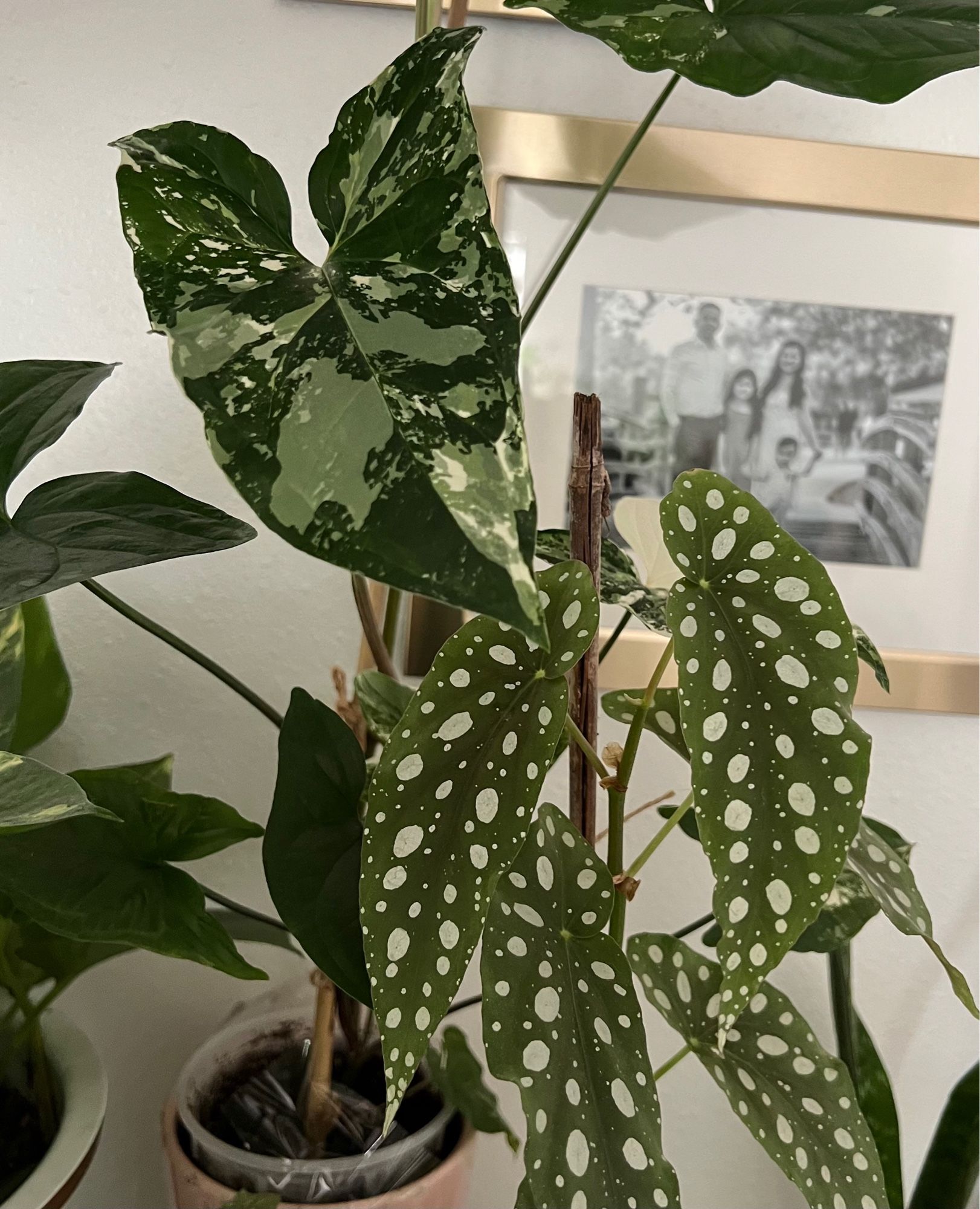 Variegated Syngonium (Edie) and Begonia Maculata (Audrey)
