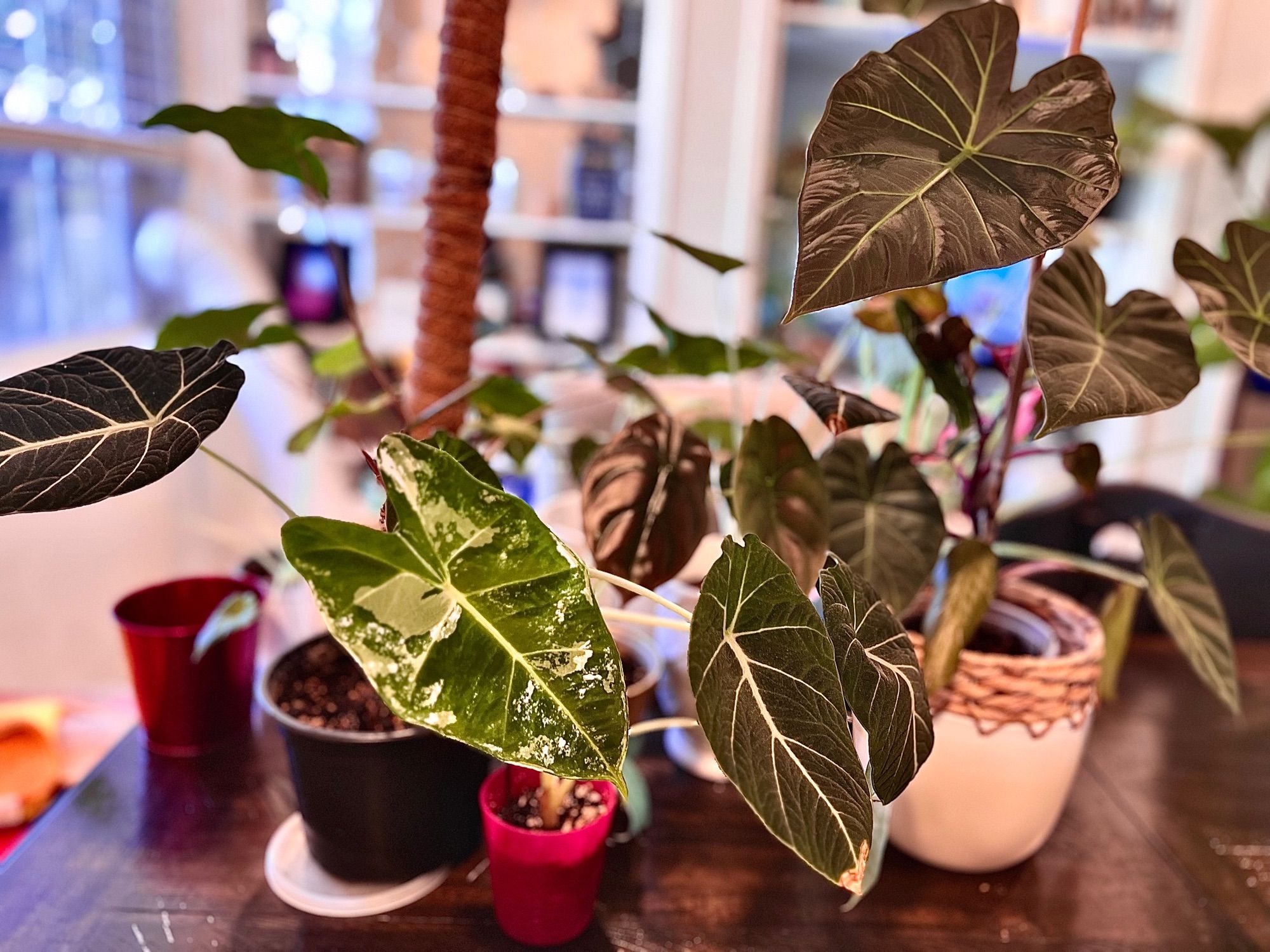 Some of my alocasia collection.