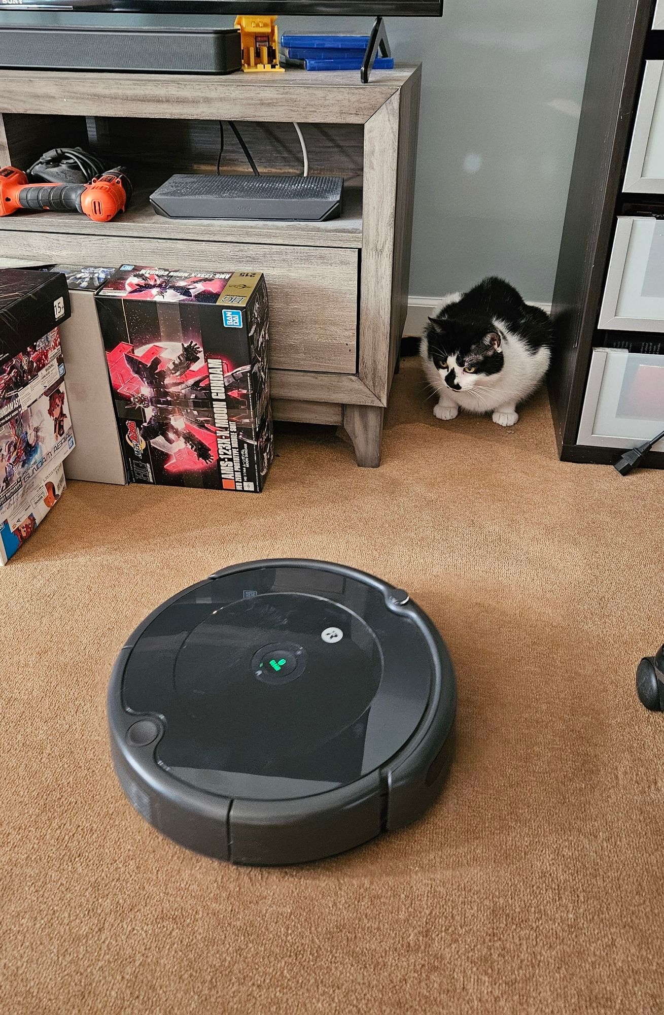 Jax sitting between the TV cabinet and media tower staring at the roomba with suspicion and disdain