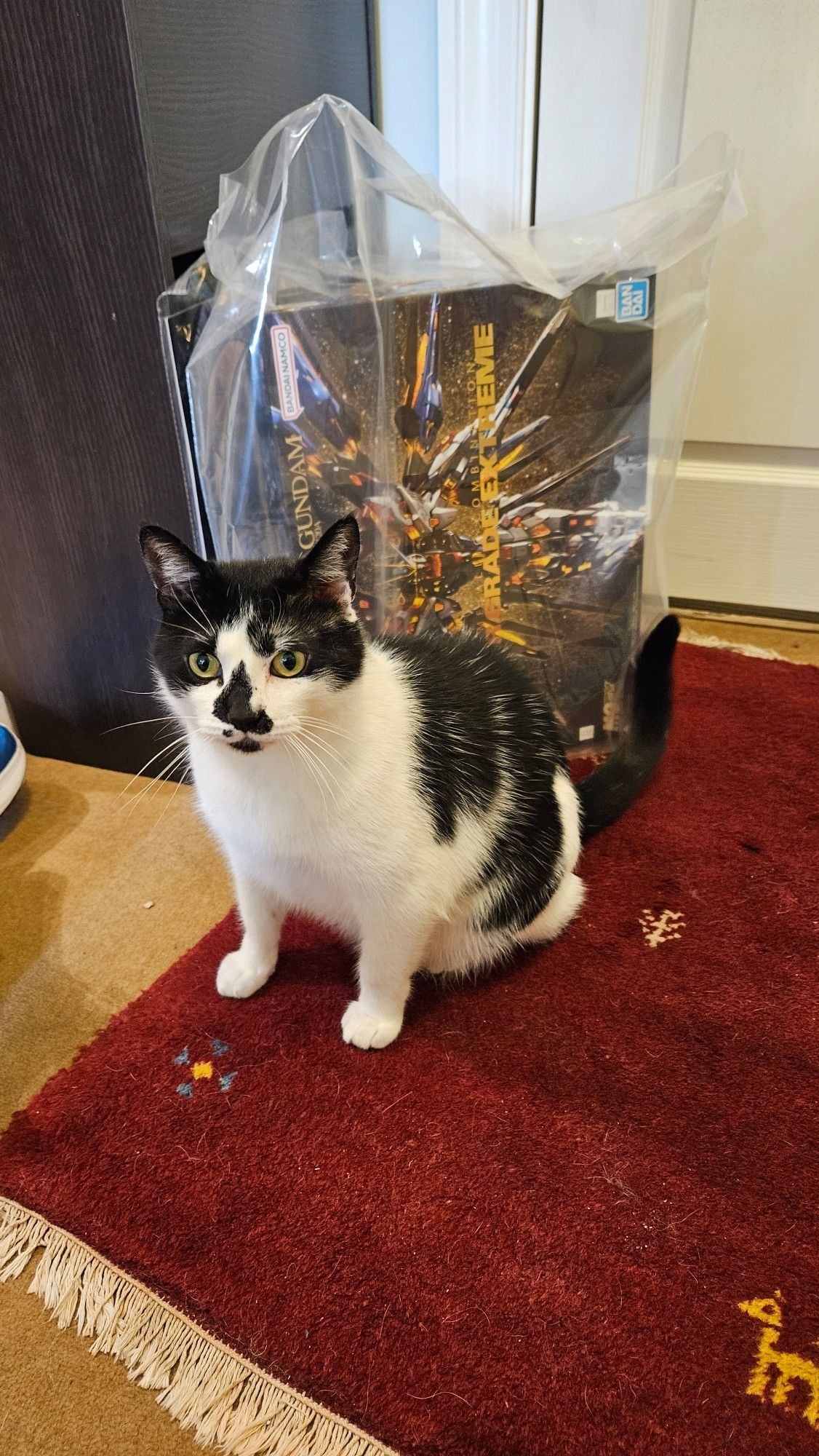 My cat standing in front of the MGEX Strike Freedom I bought at Anime Boston.