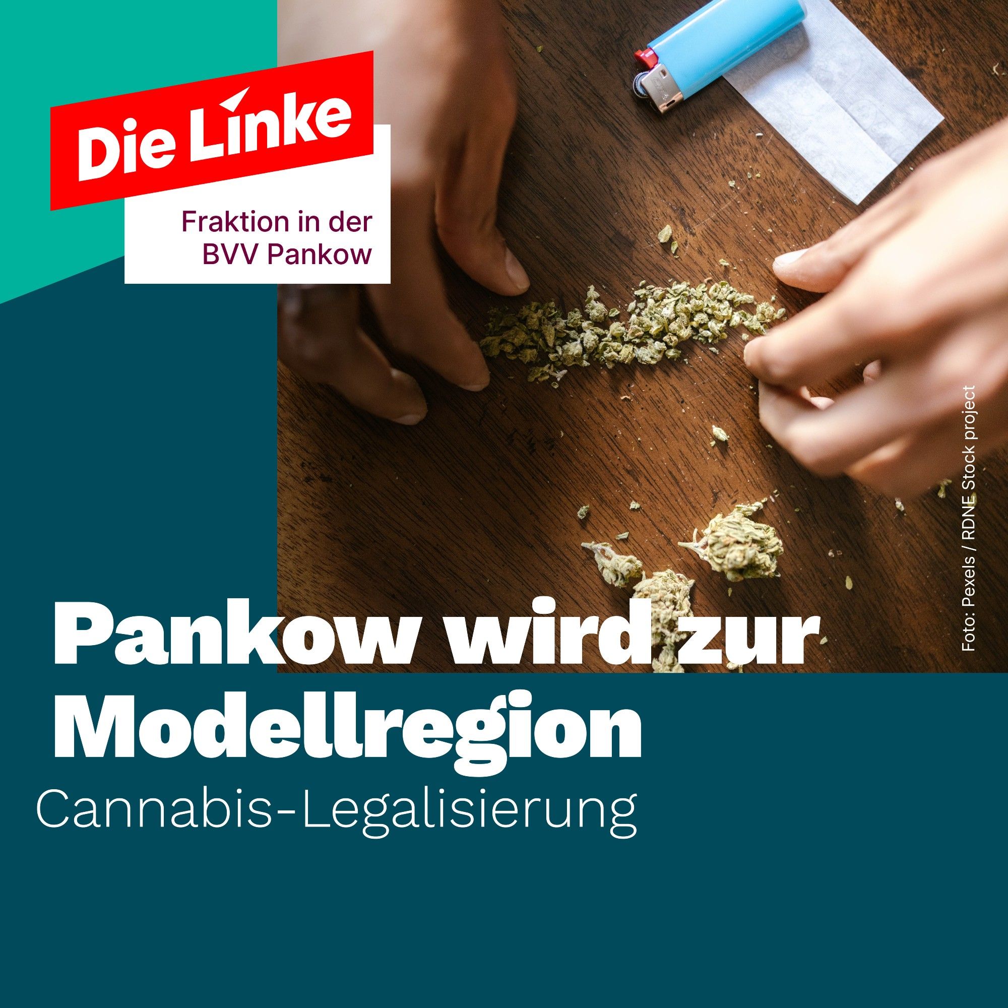 Gezeigt ist Cannabis, welches von zwei Händen zu einem Joint gedreht wird. Dazu der Titel: Pankow wird zur Modellregion: Cannabis-Legalisierung.