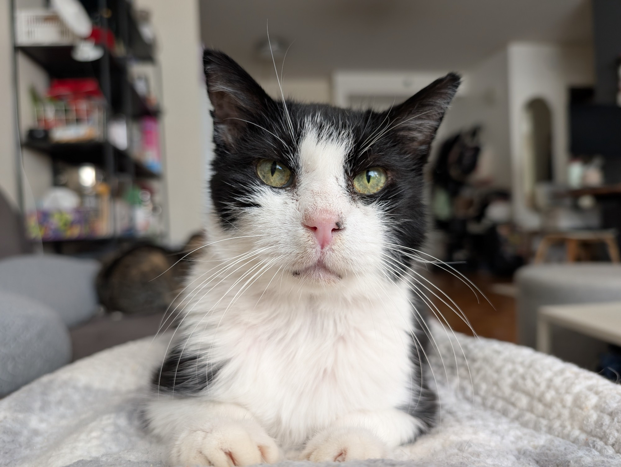 chunk, black and white tuxedo cat, laying on me looking dead into the lens. loki, grey tabby, out of focus in the background