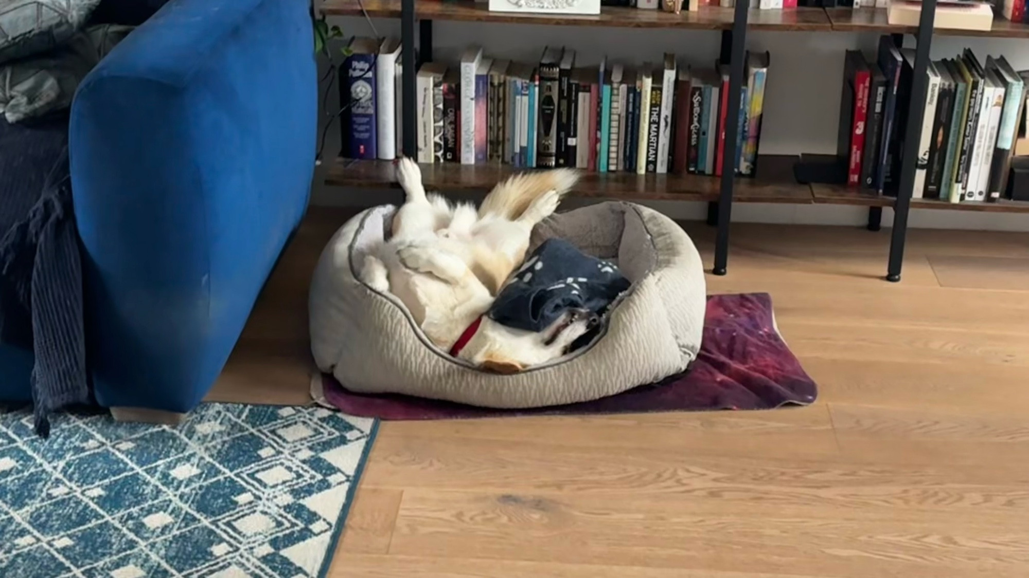 Our corgi in his bed belly up, his face half buried under his blanket 