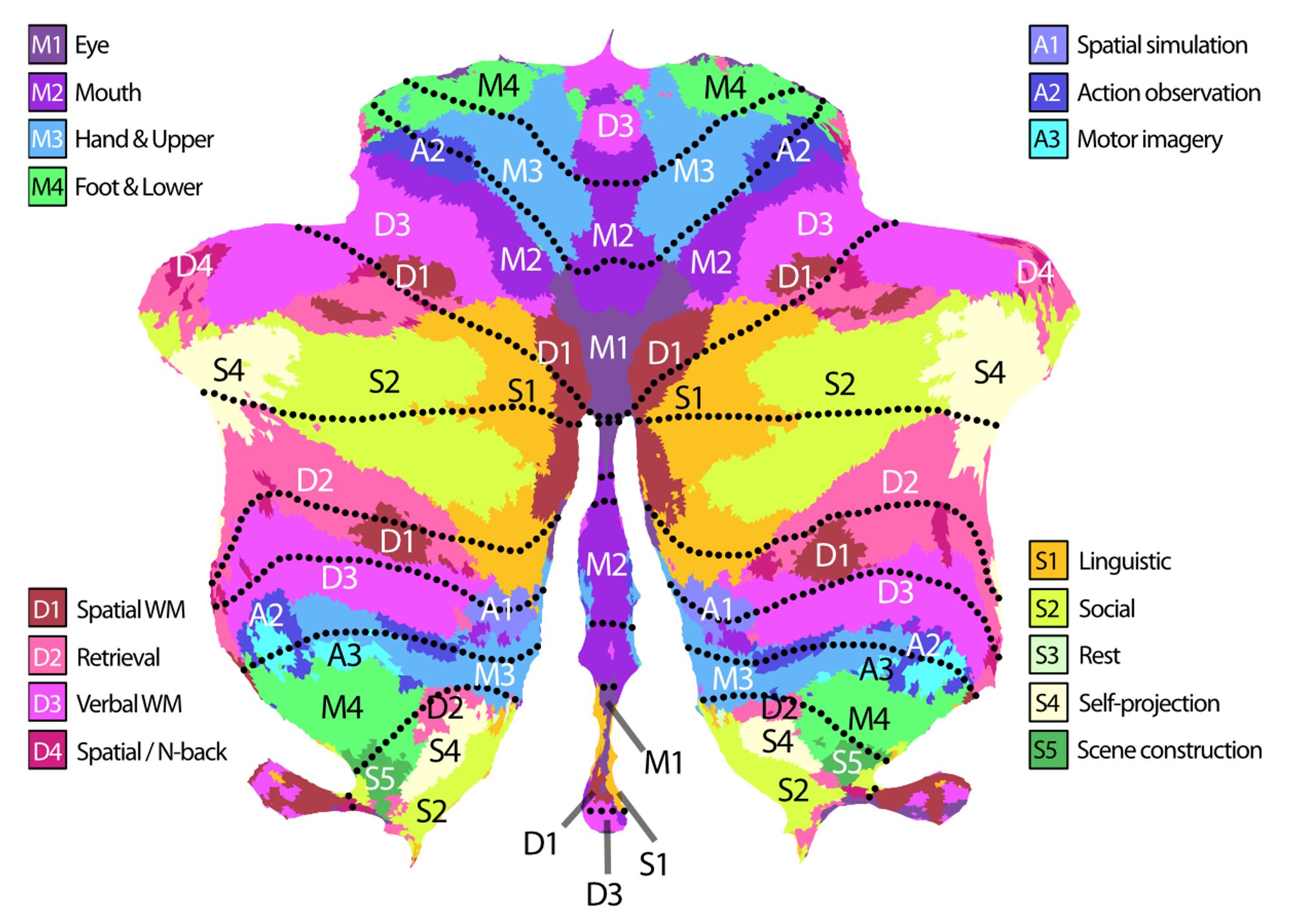 Image shows a butterfly-like looking flat map of the cerebellar cortex with different functional regions  highlighted in different colours. The regions are labelled and boxes around the image indicate which region has which function