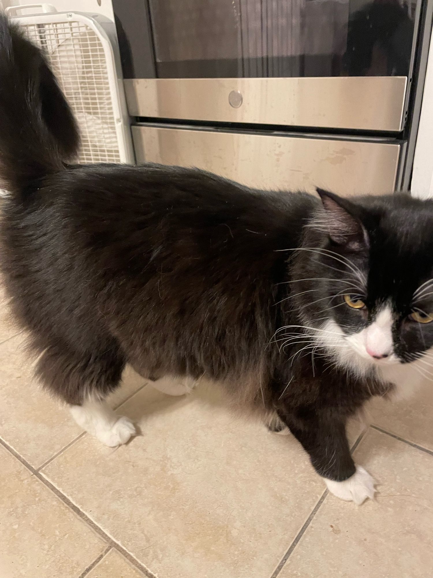 A fluffy tuxedo cat looking coolly alert.