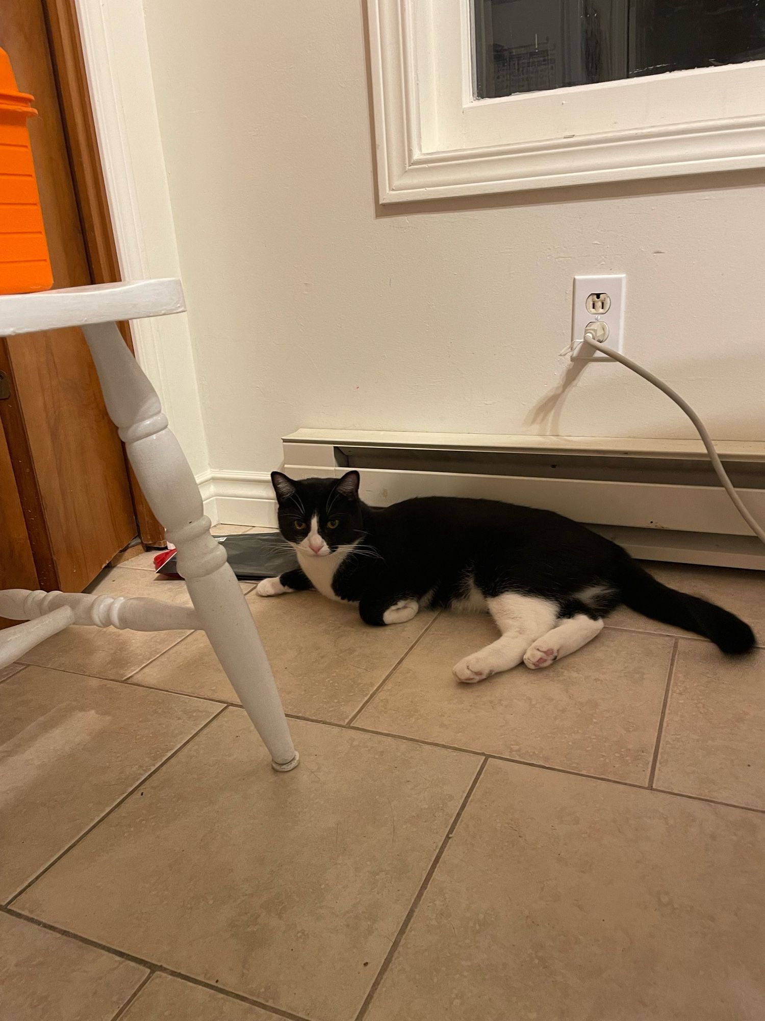 A short-haired tuxedo cat lounges beneath an uncovered window.