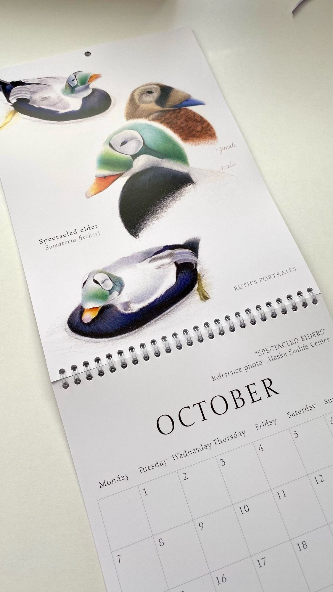 A picture of a calendar spread for October with 4 drawings of spectacled eiders