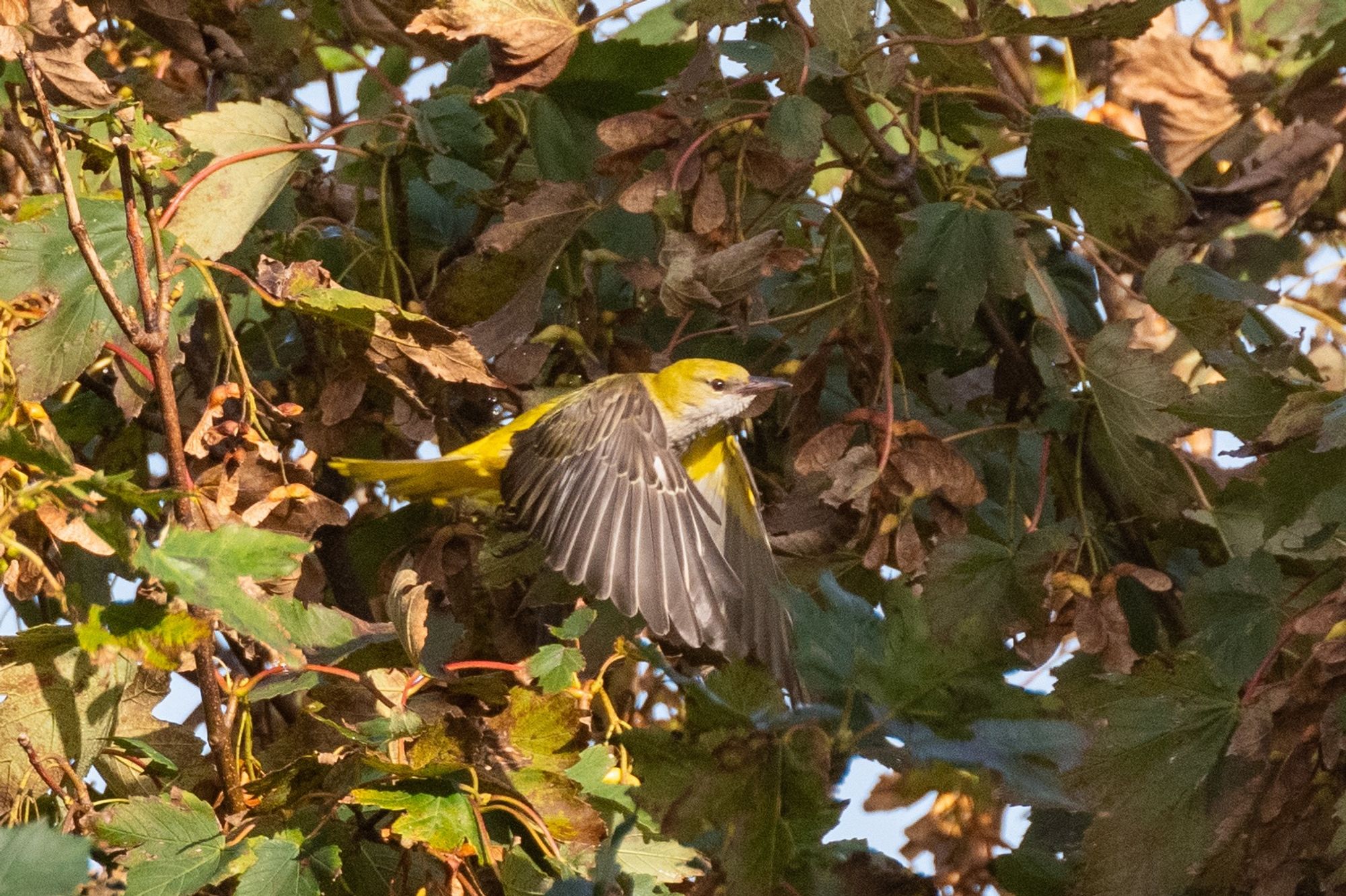 My photograph of a golden oriole