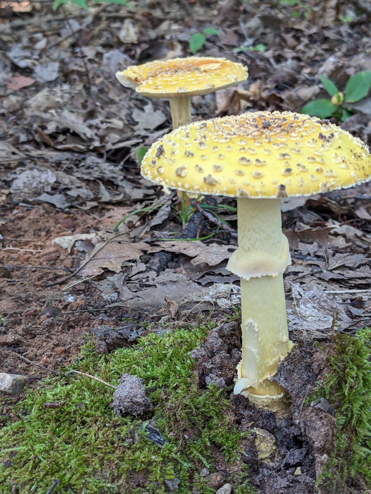 Two yellow patches mushrooms