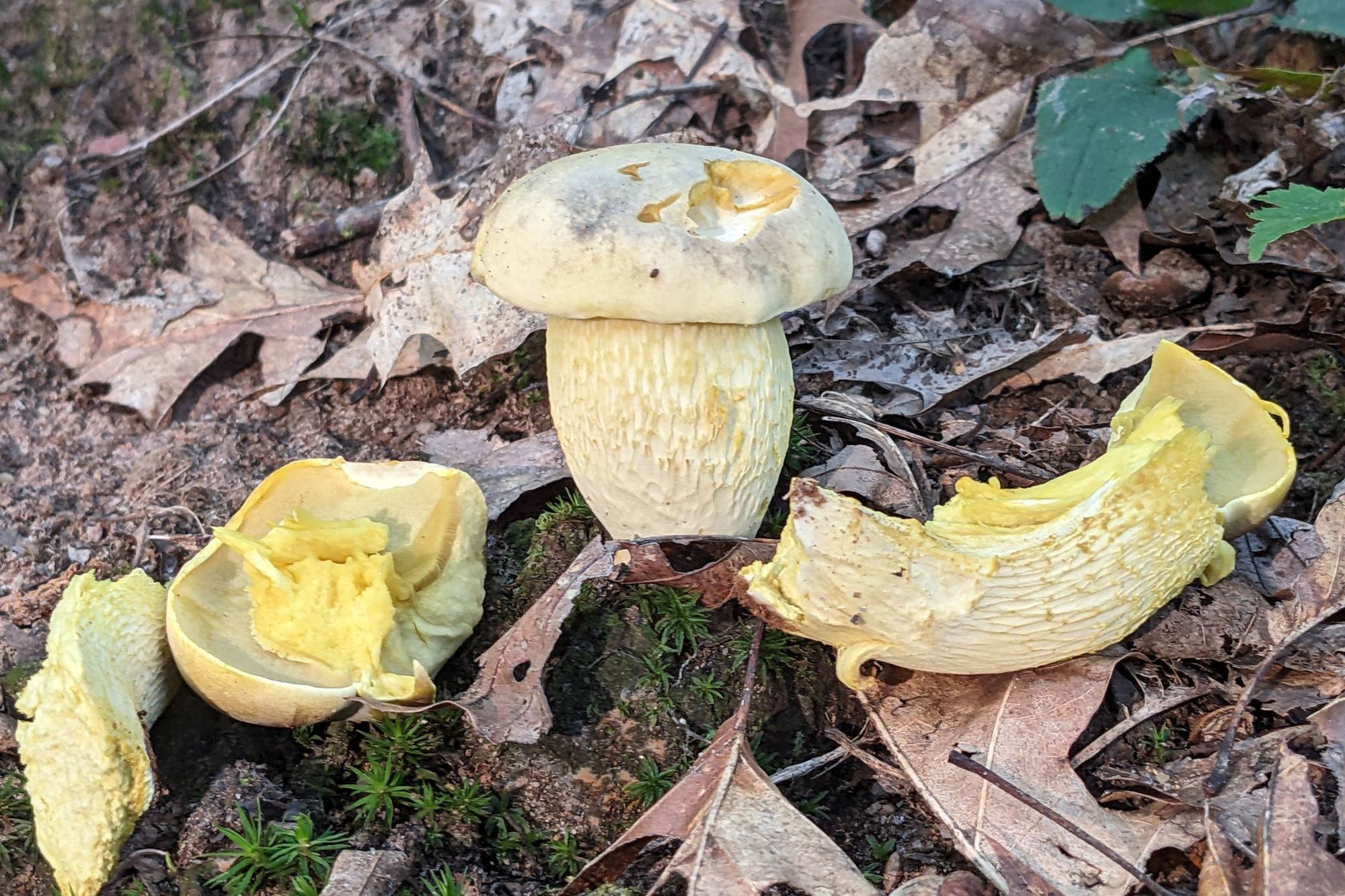 A yellow bolete. Don't know species