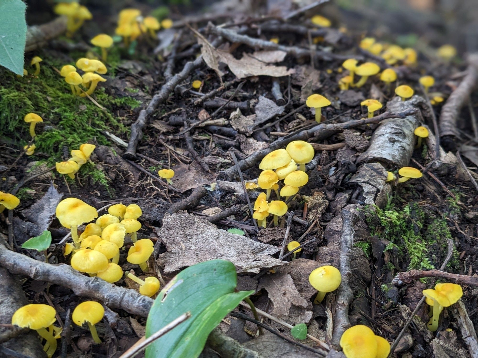 Yellow mushrooms