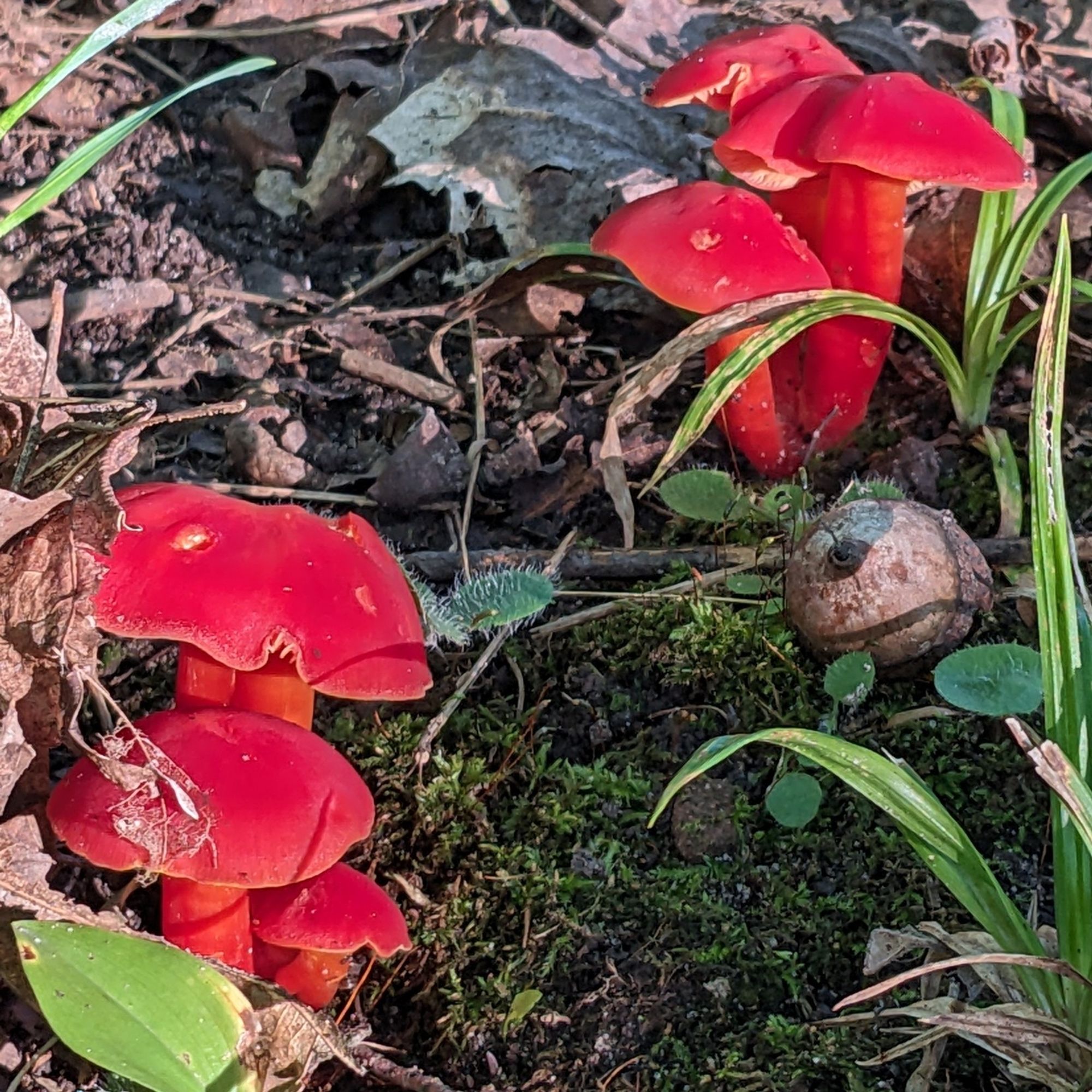 Red mushrooms.