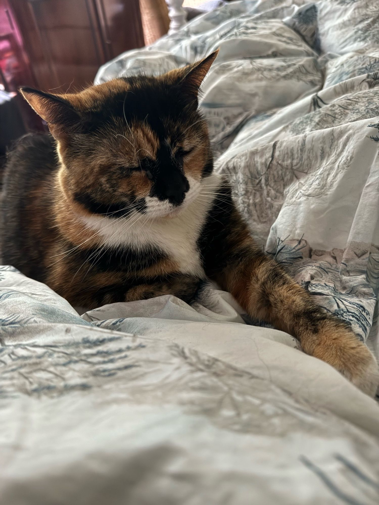 A tortie cat is perched on my legs which are under the blanket. She reaches out her left paw toward me. The purring is off the charts.