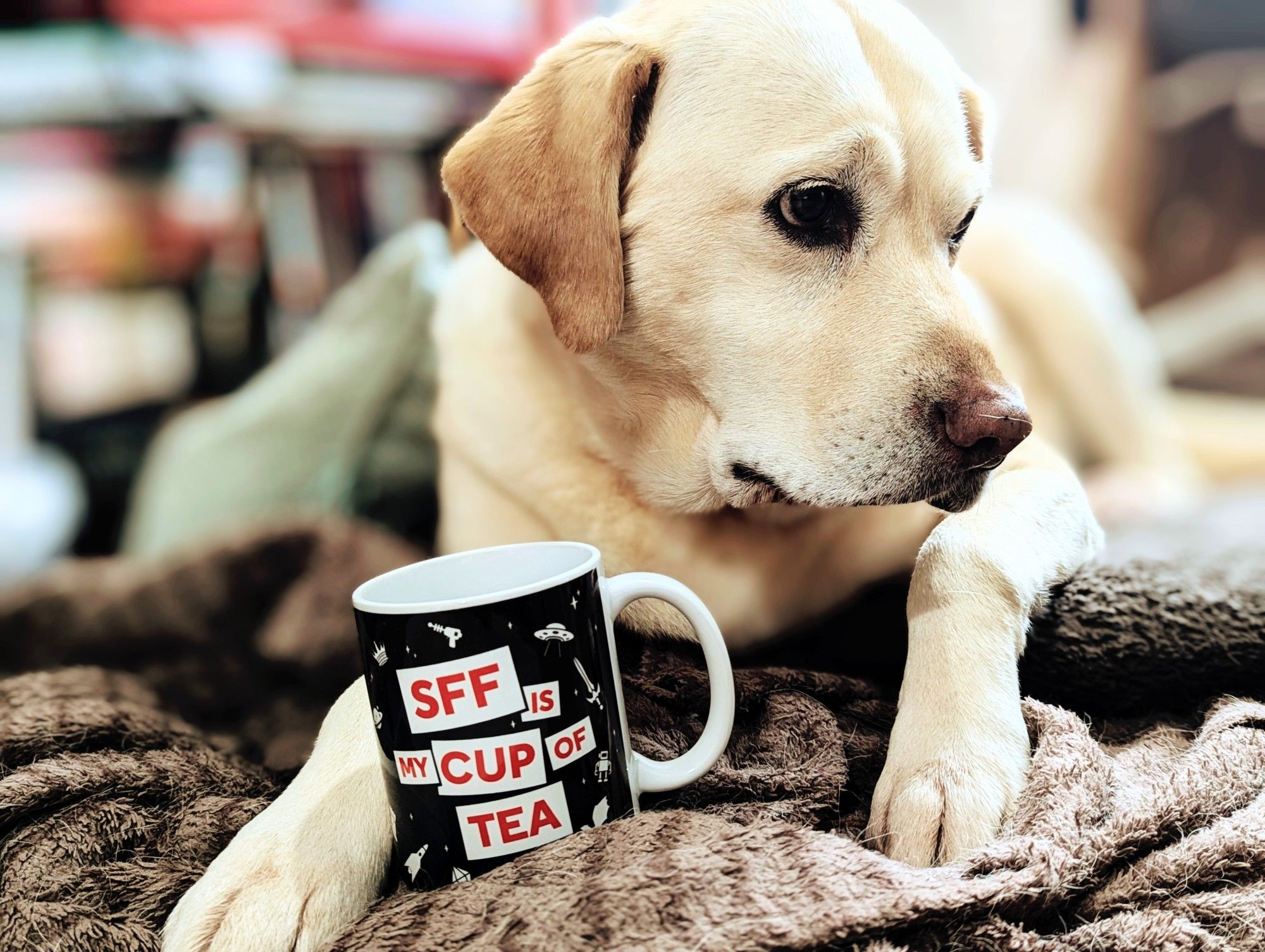 Labrador dog sat with a mug stating "SFF is my cup of tea"