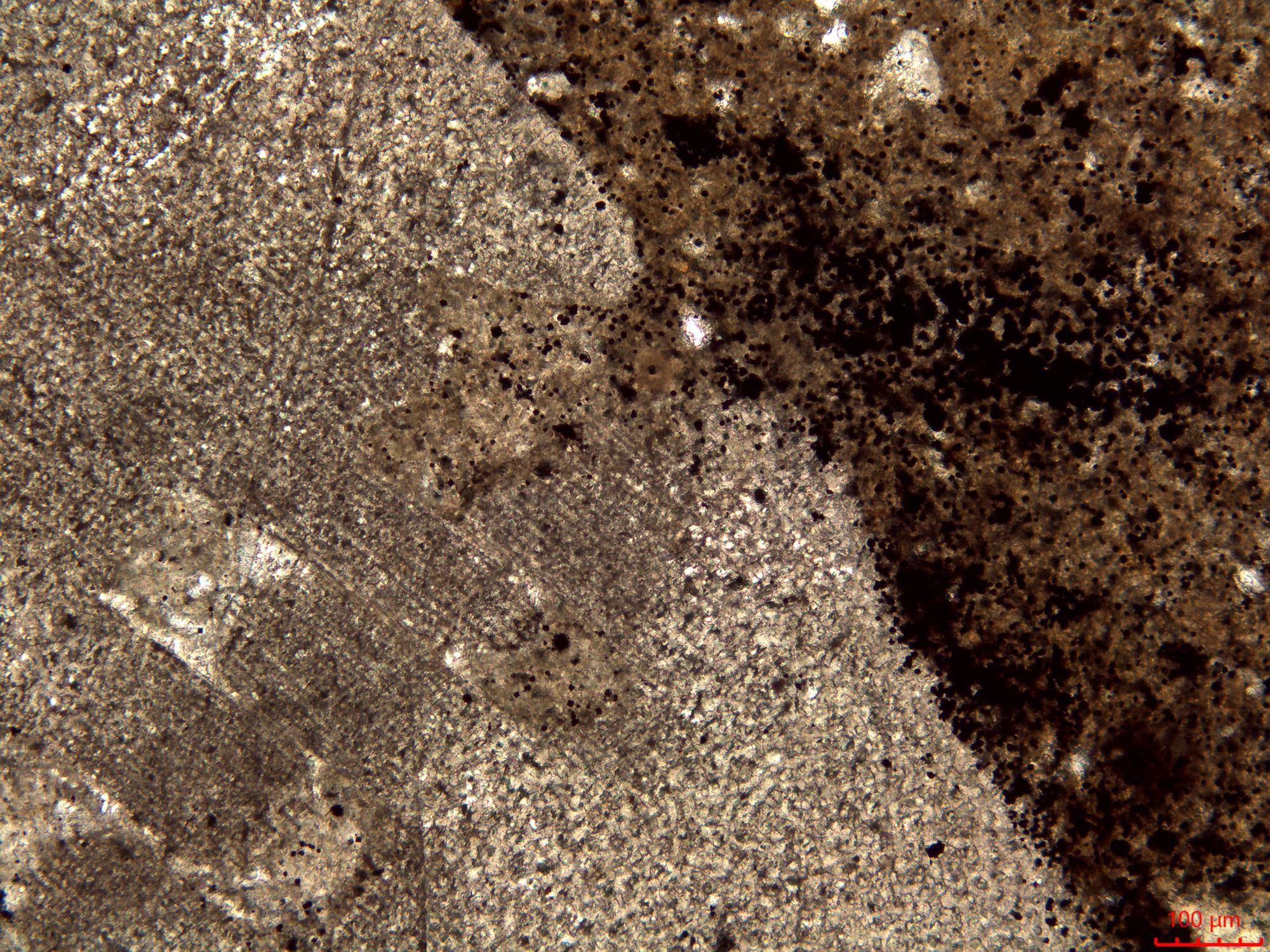 Microscope photo of a crinoid stem showing it is made from light grey calcite with a bobbly texture called stereom. The plates of the stem are connected via a curving zig zag where rounded ridges on one plate lock into the corresponding grooves of another plate. the upper right of the picture is taken up by light brown organic matter and tiny black squares of pyrite.