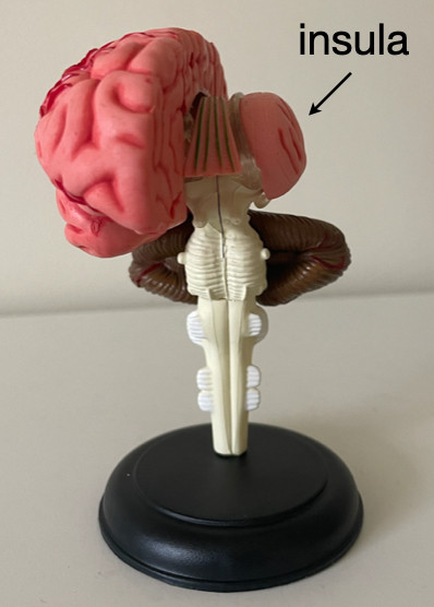 Plastic model of a brain with one hemisphere of cortex removed so you can see the insula