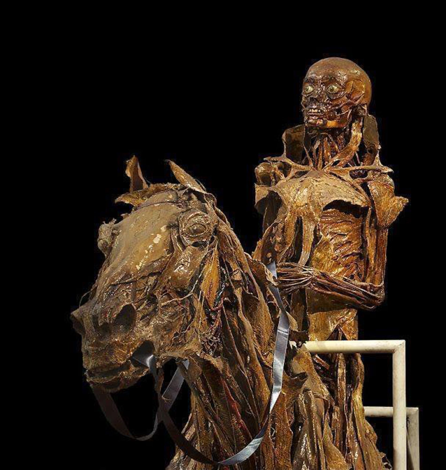 A dissected man sitting atop a dissected horse